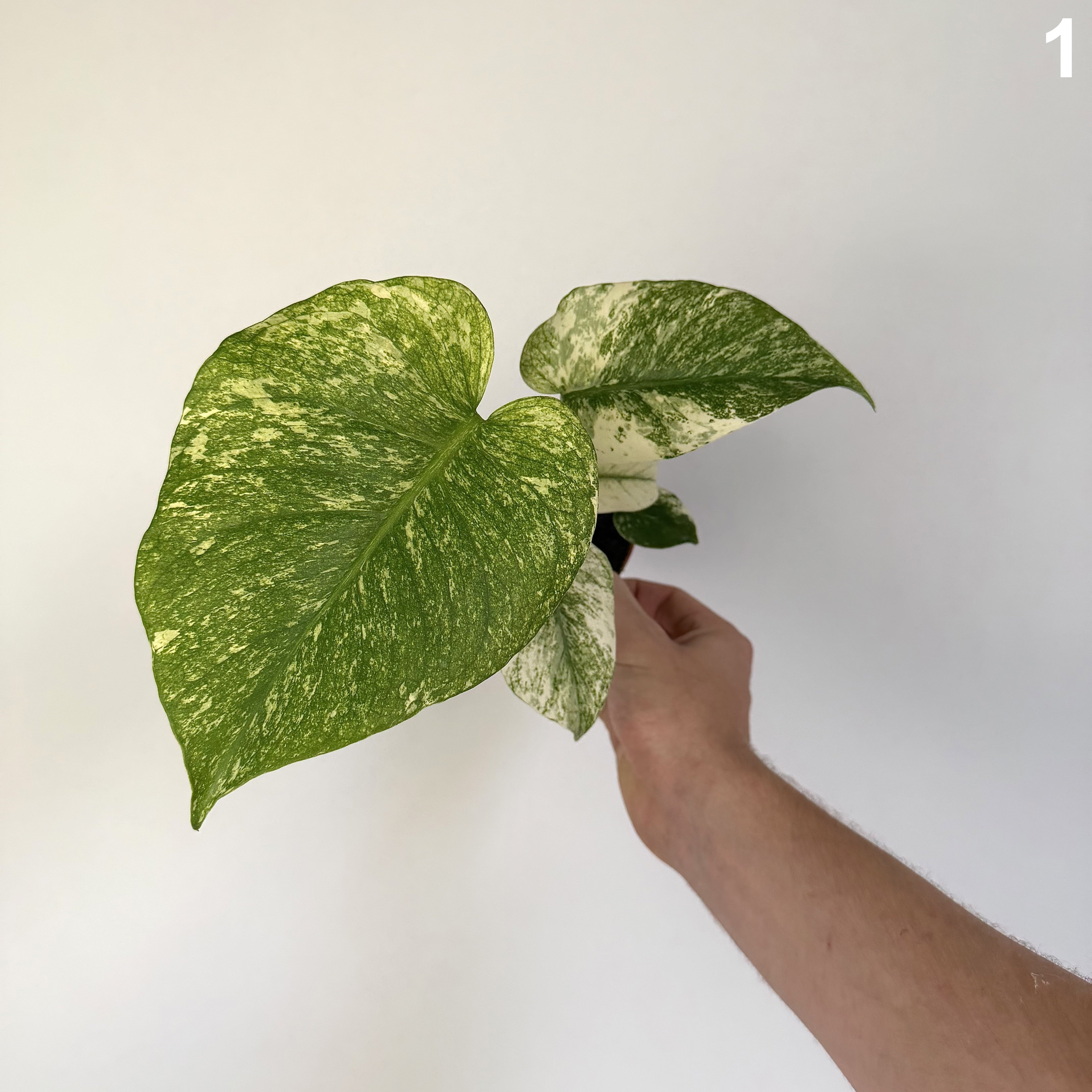 Monstera Deliciosa Mint WW