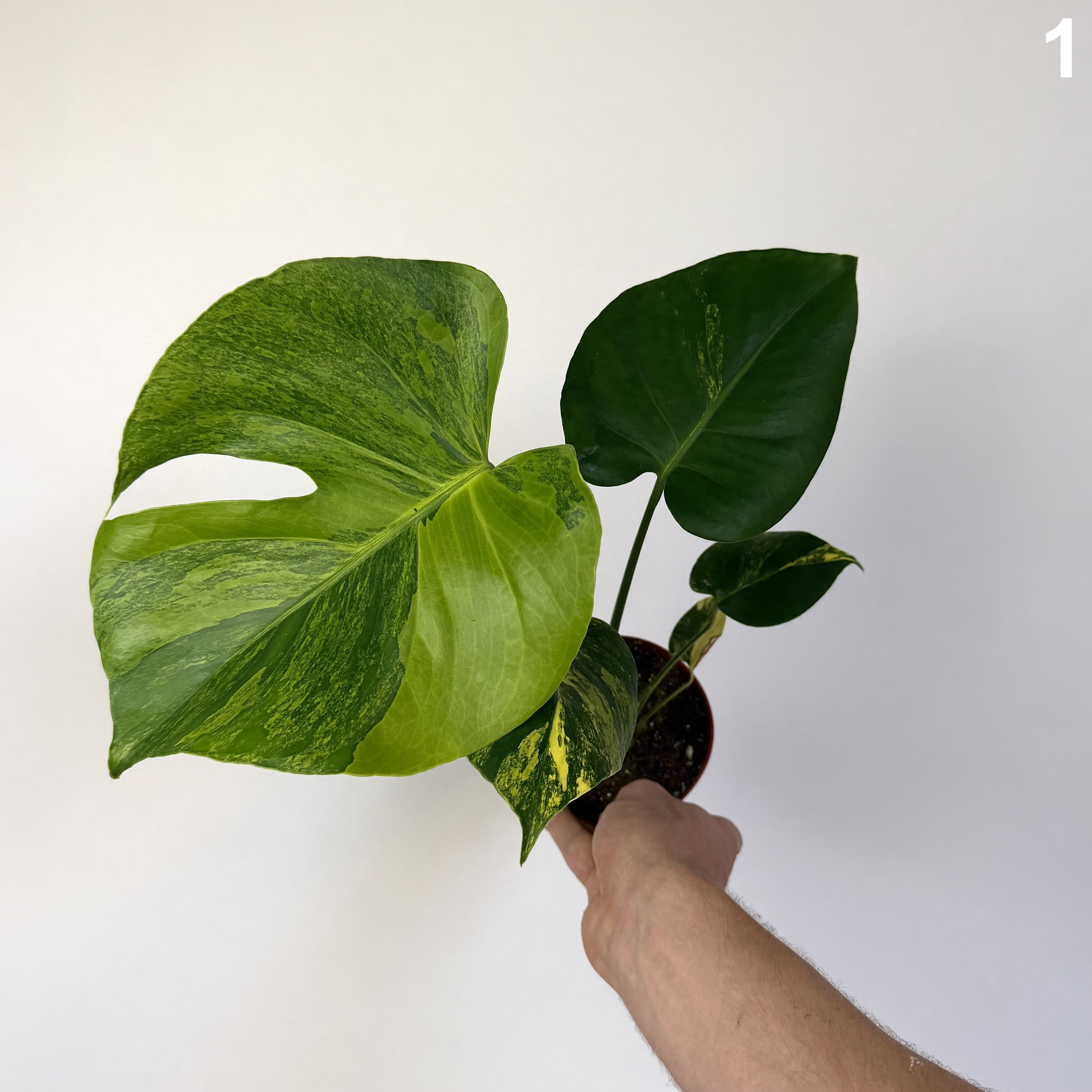 Monstera Deliciosa Aurea WW