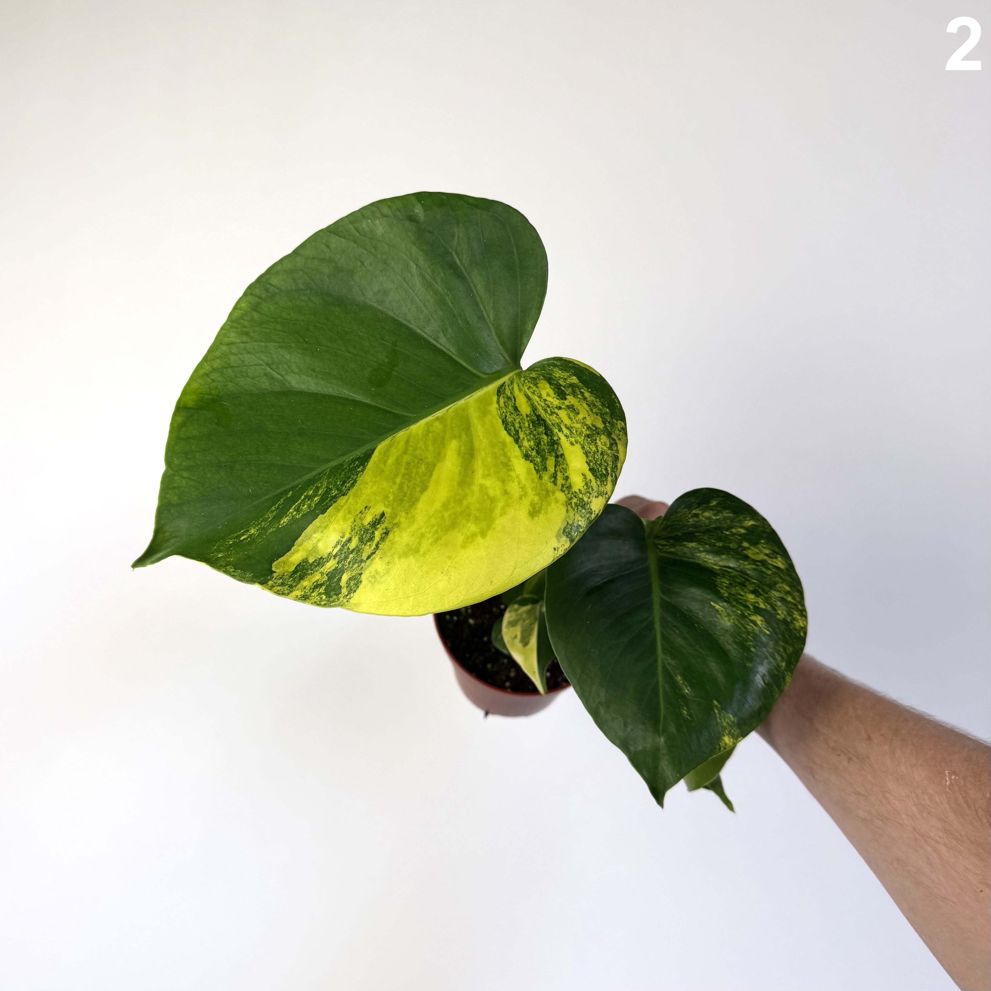 Monstera Deliciosa Aurea WW