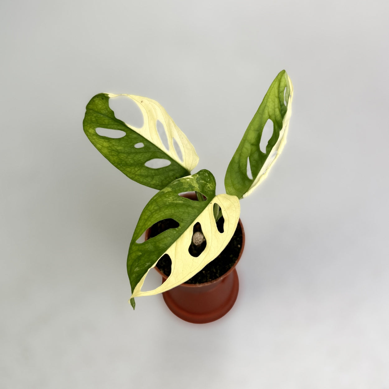 Monstera Adansonii Albo Variegata by Downtown Plant Club