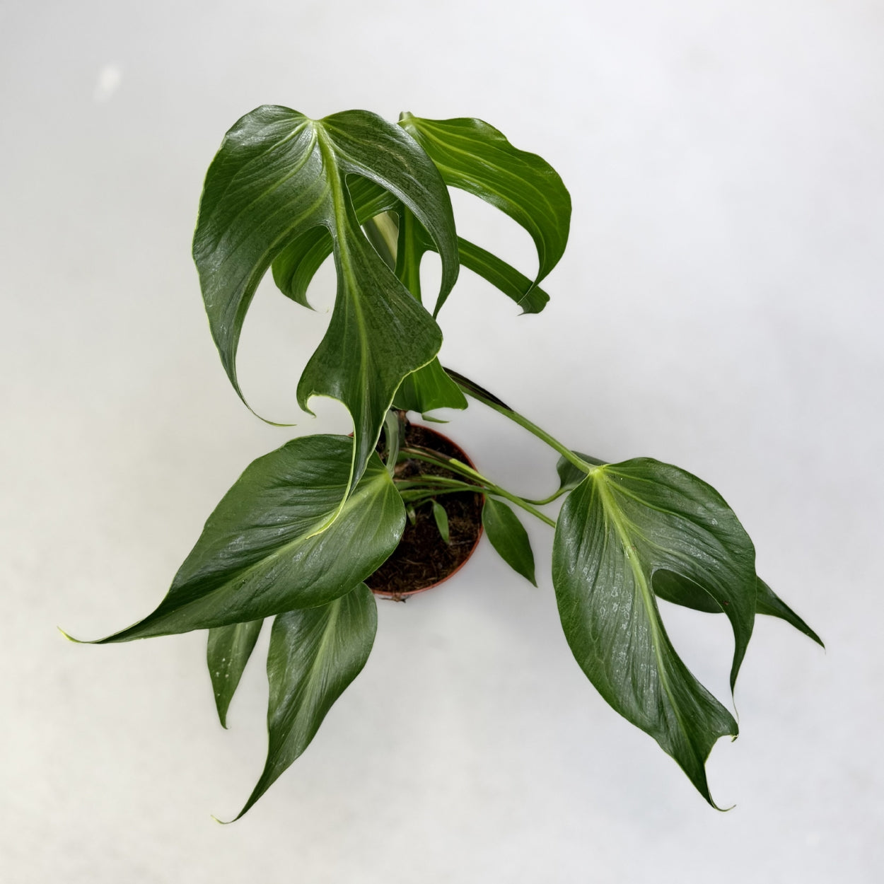 Monstera Burle Marx Flame by Downtown Plant Club