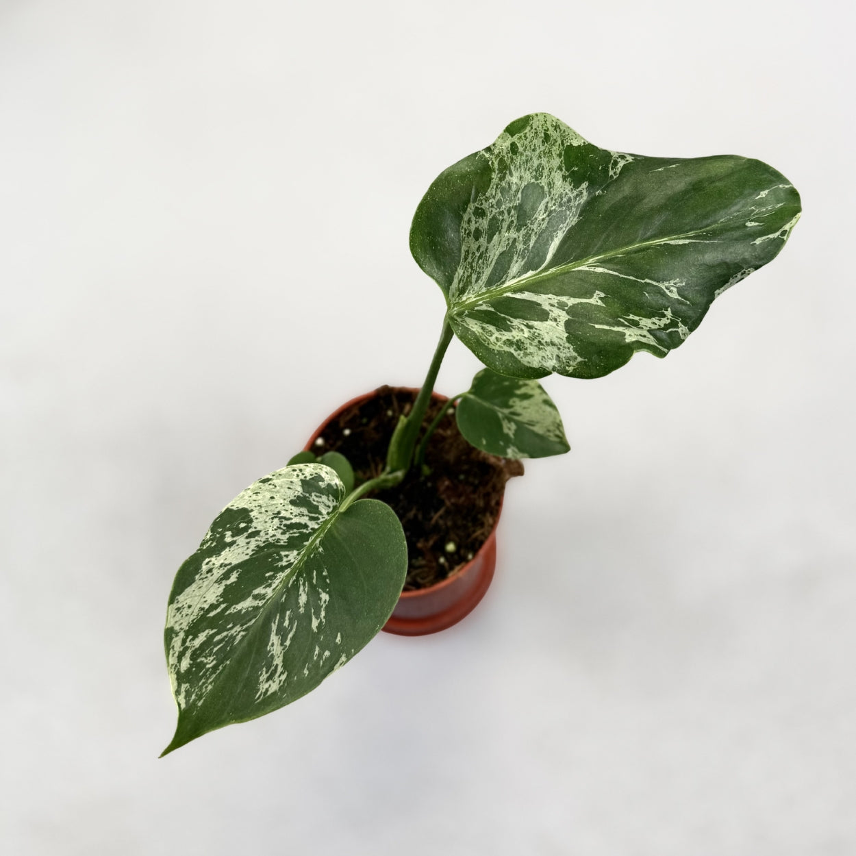 Monstera Deliciosa Bulbasaur