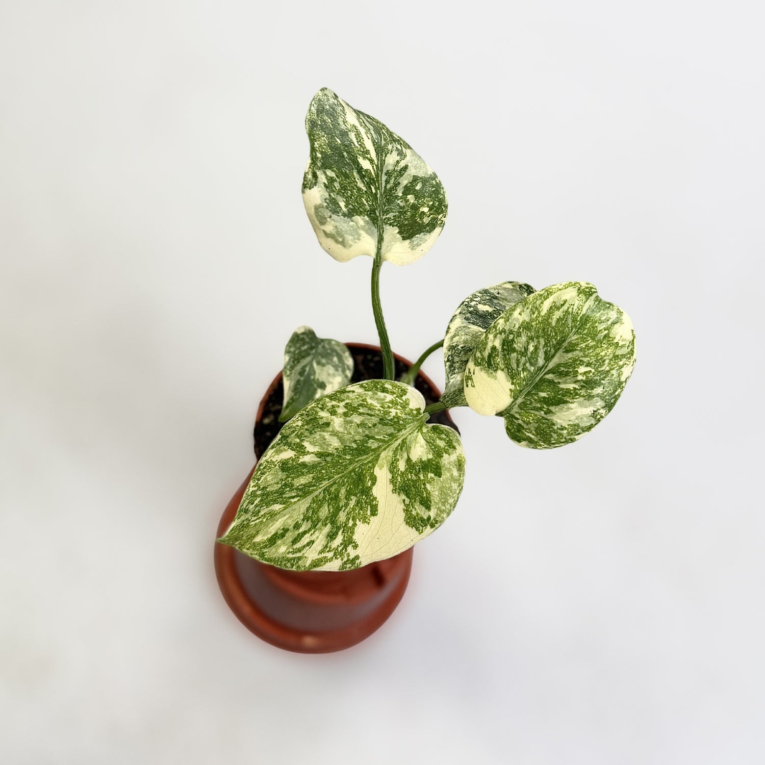 monstera thai creme brulee Monstera Deliciosa Crème Brûlée
