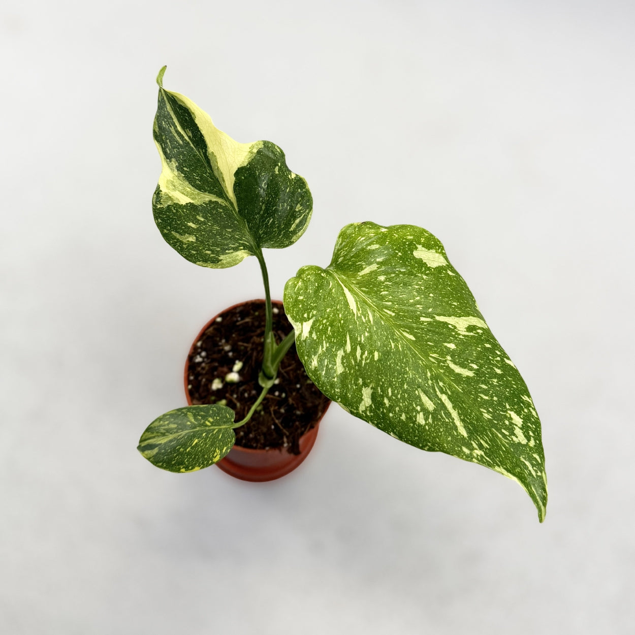 Monstera Deliciosa Electrolyte
