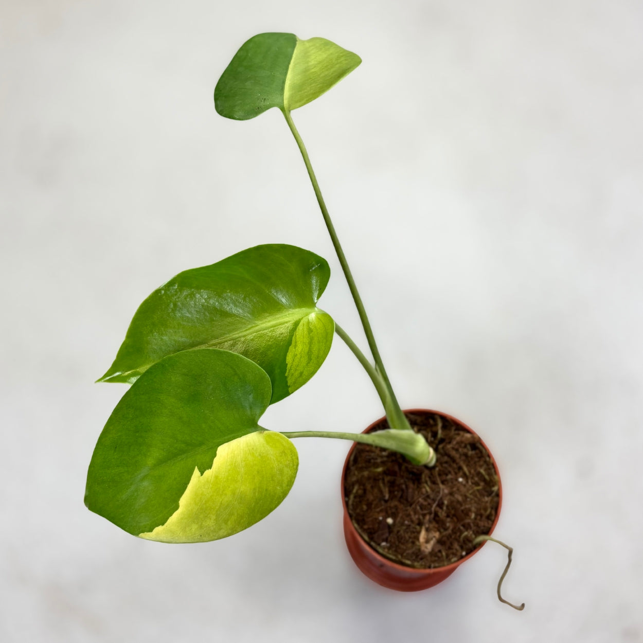 Monstera Deliciosa Green Tiger by Downtown Plant Club