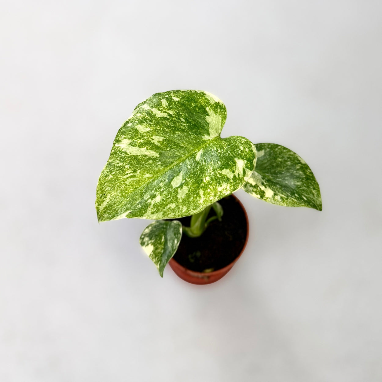 Variegated Monstera Deliciosa Legacy by Downtown Plant Club