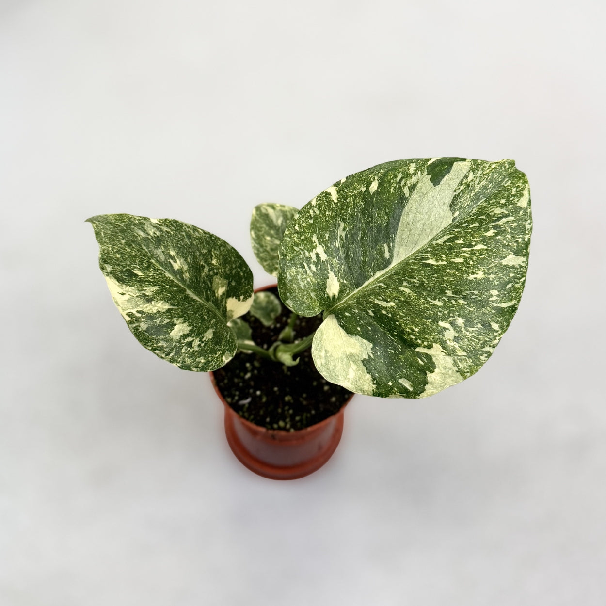 Monstera Deliciosa Legacy Variegata by Downtown Plant Club
