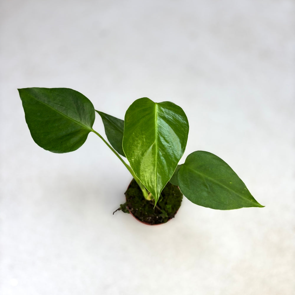 Monstera Sierrana - Downtown Plant Club