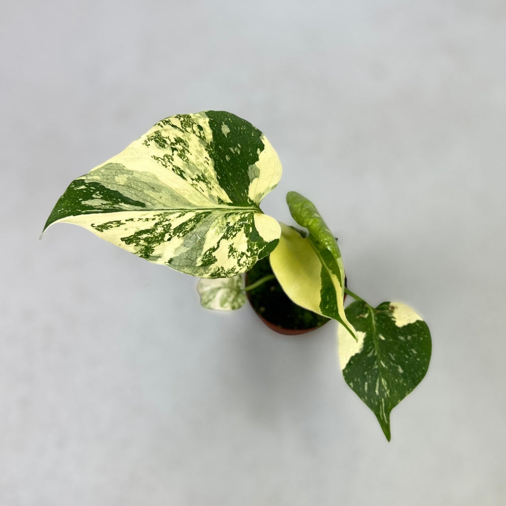 monstera constellation plant Monstera Thai Constellation