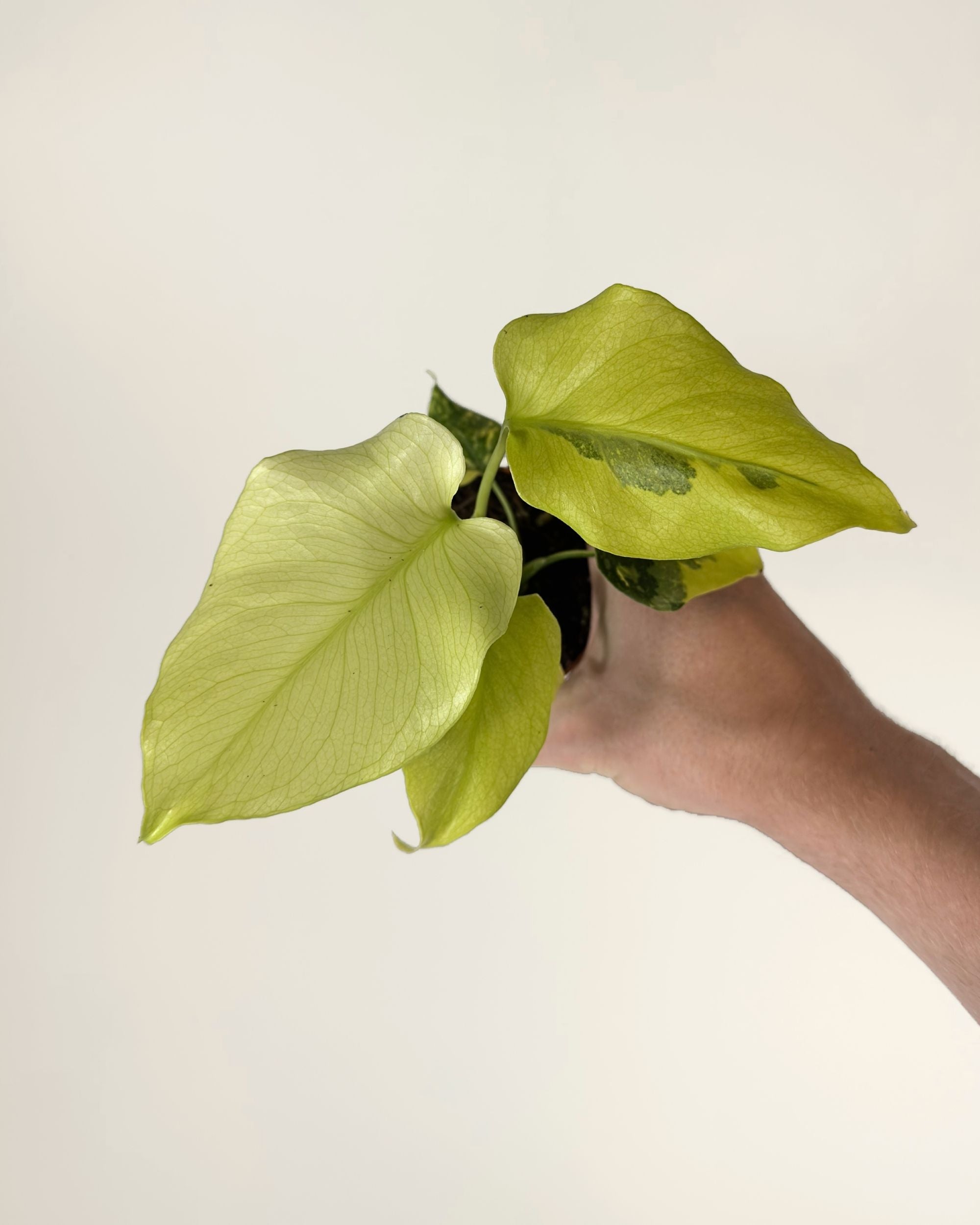 Monstera Deliciosa Thunderbolt