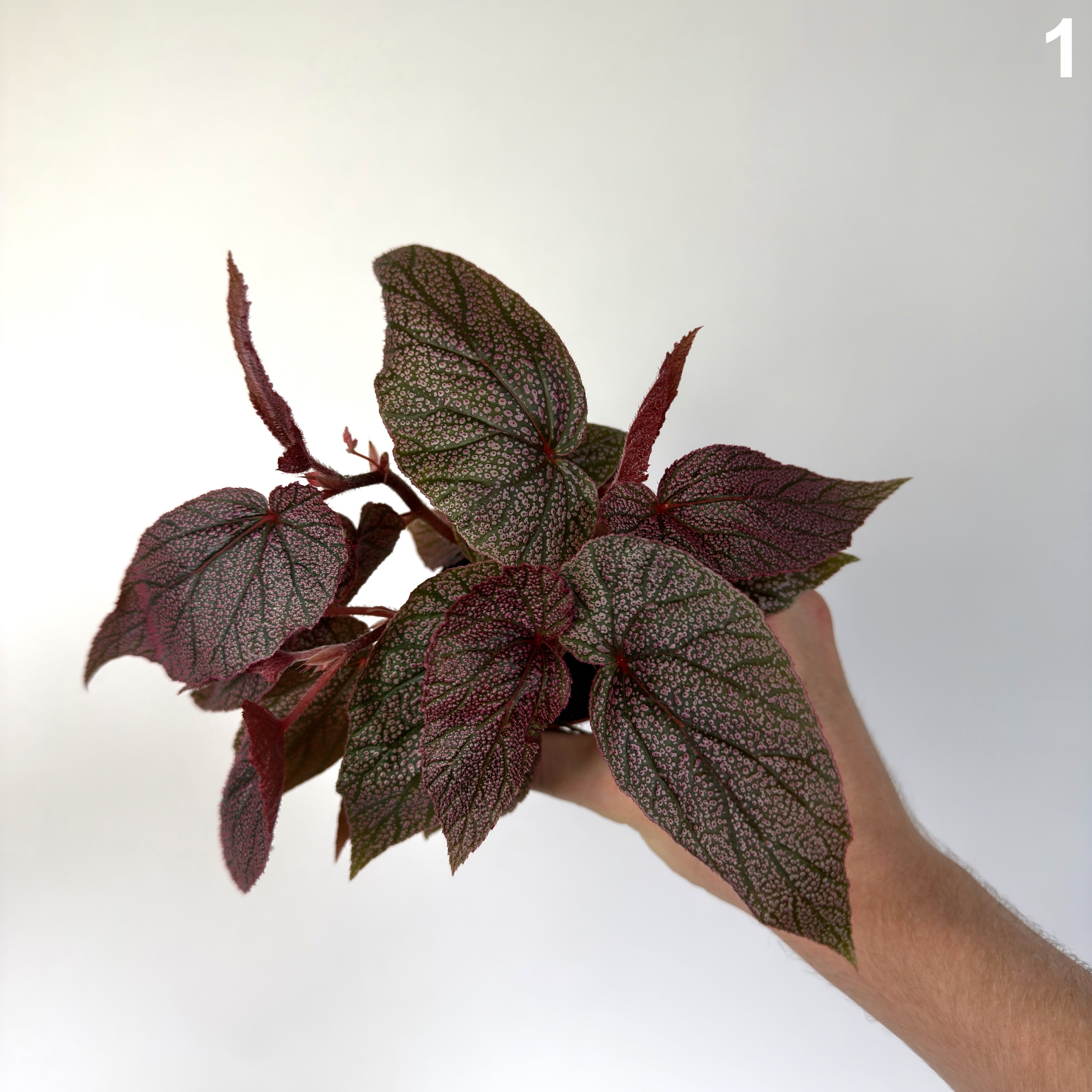 Begonia Morris WW