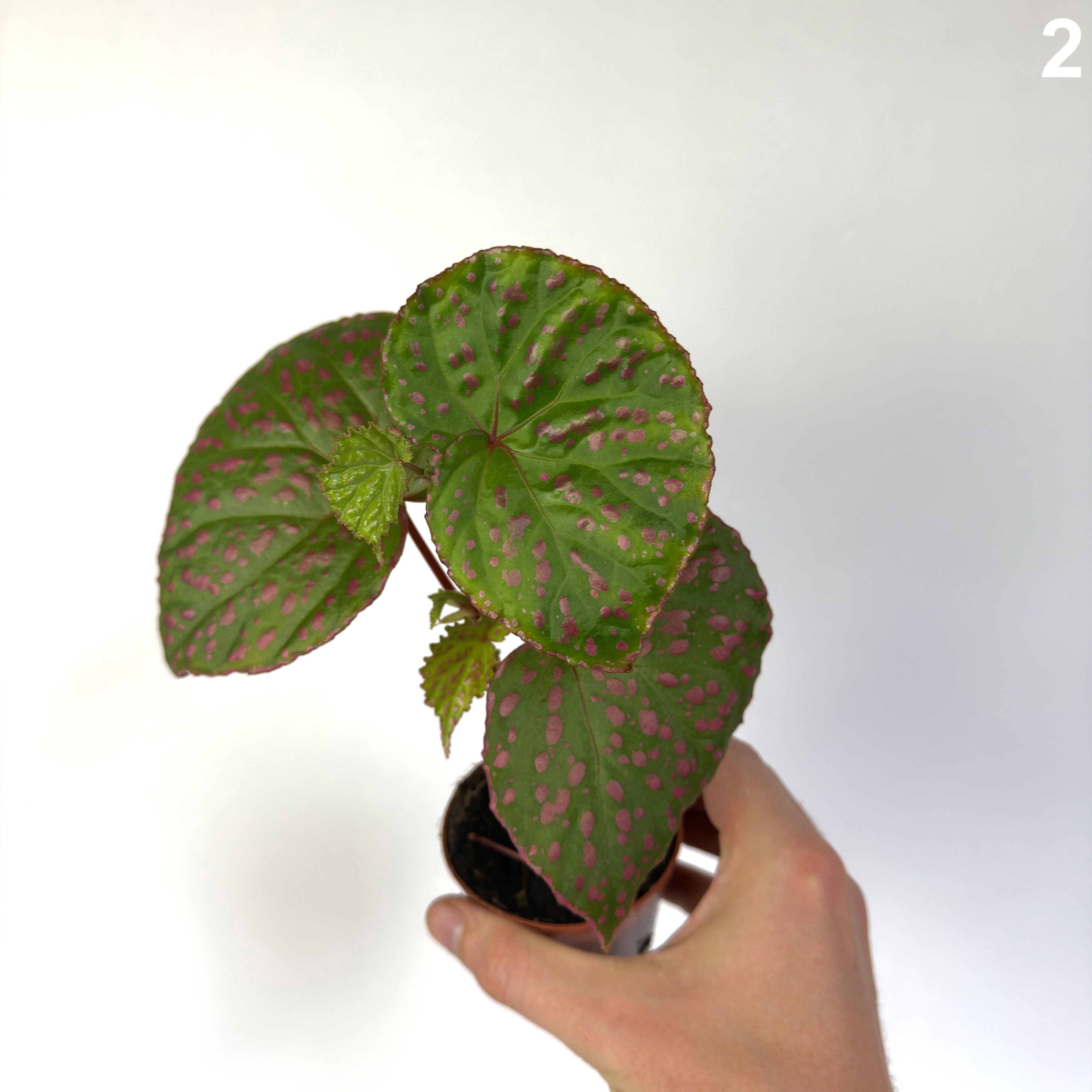 Begonia Muara Wahau WW