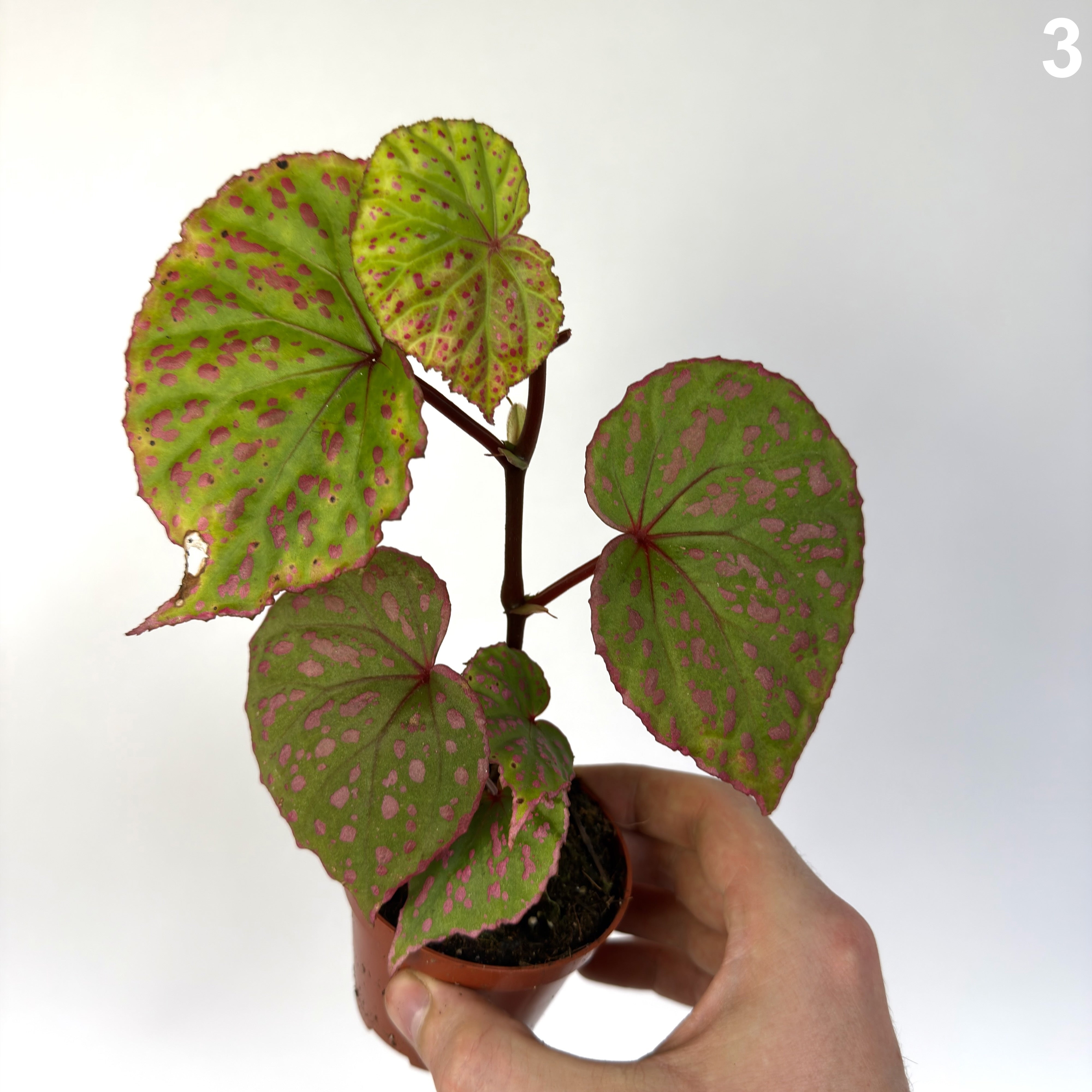 Begonia Muara Wahau WW