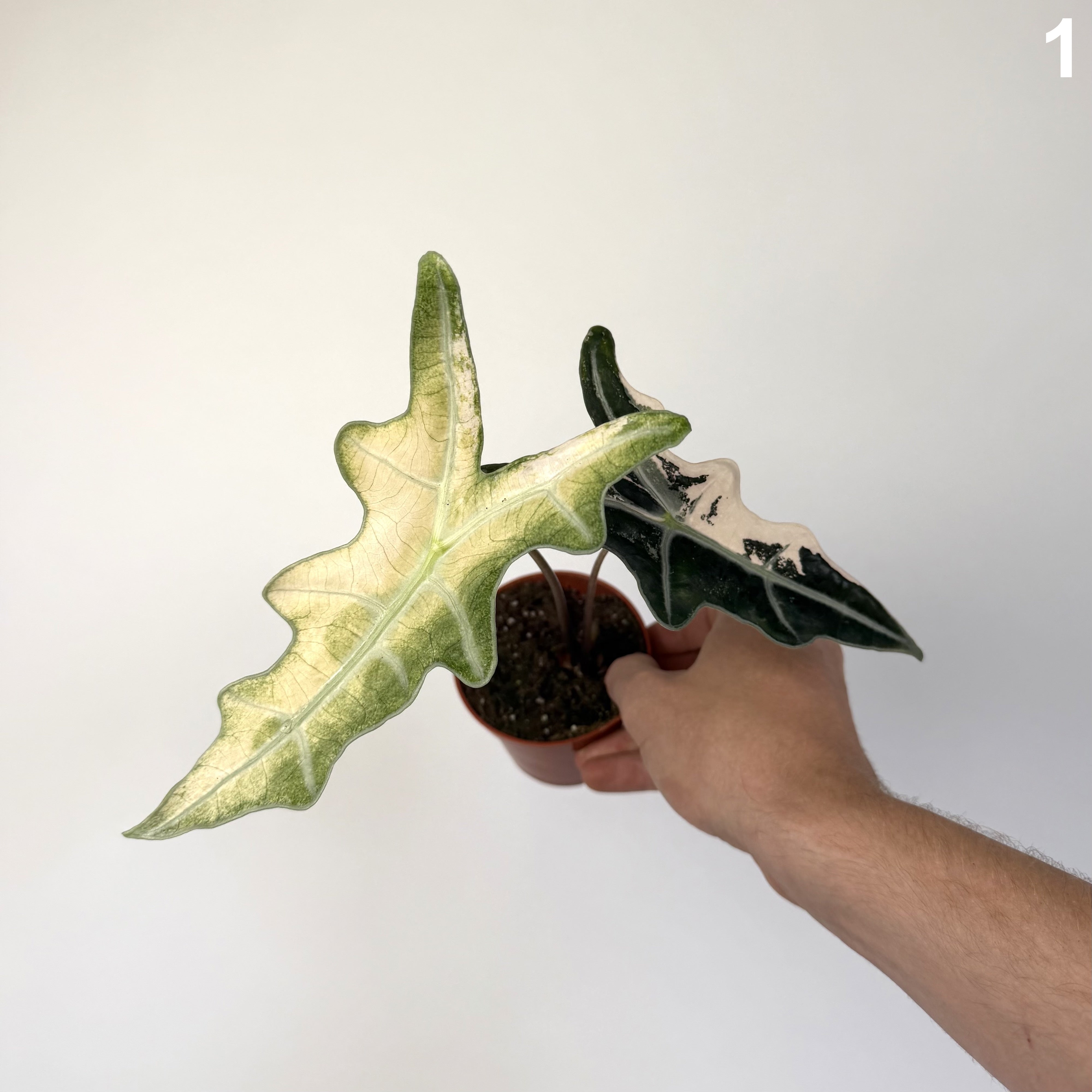 Alocasia Nobilis Pink WW