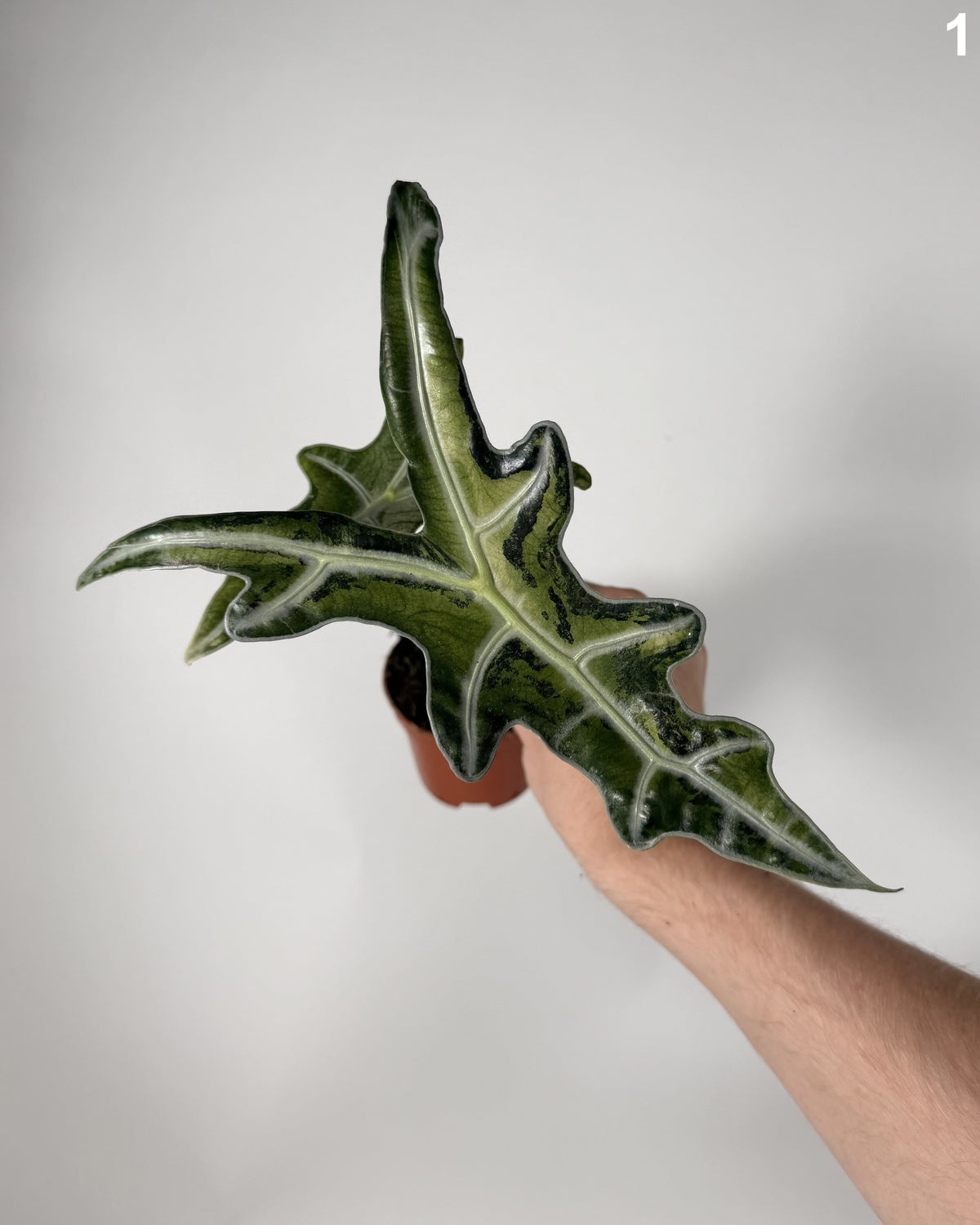 Alocasia Nobilis Pink WW