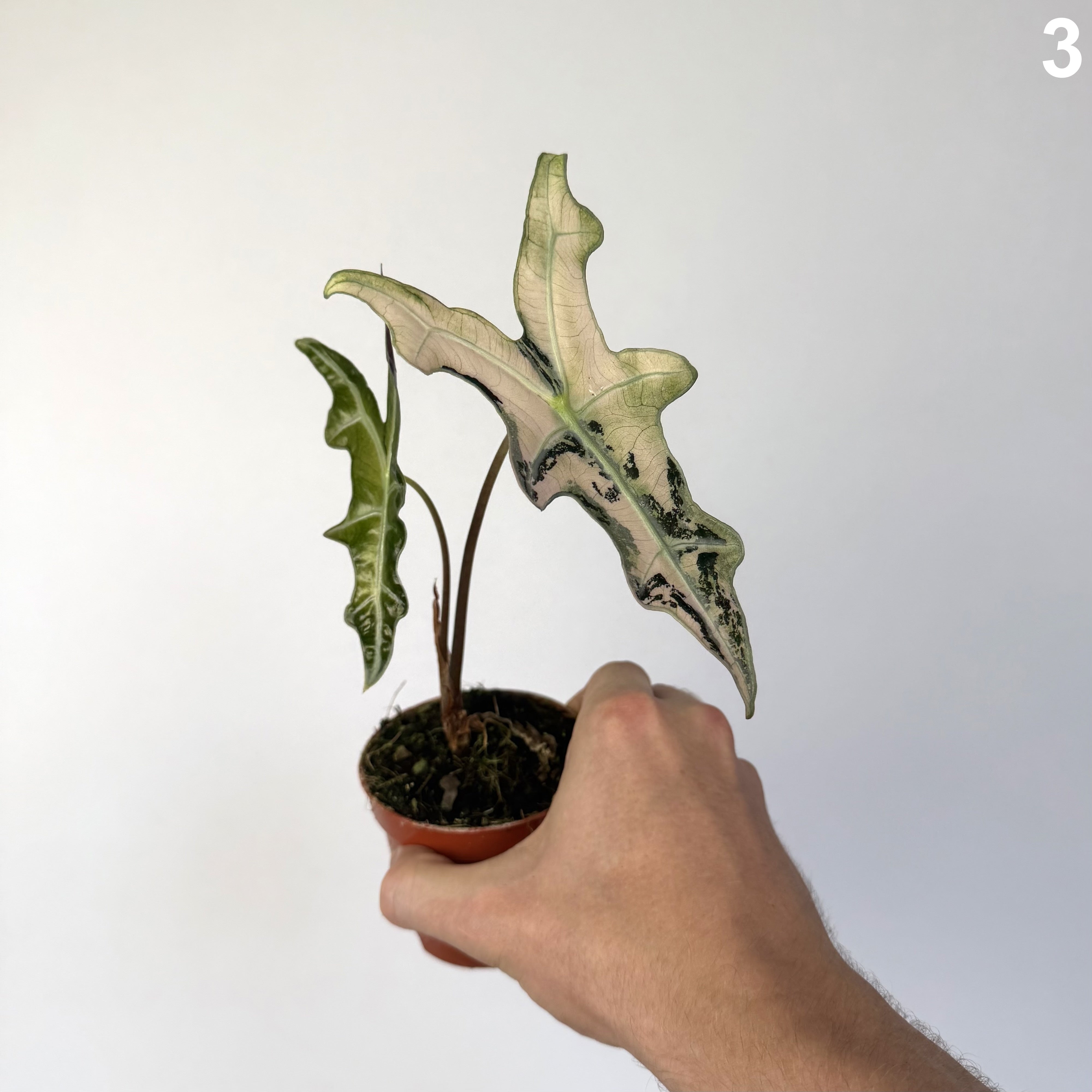 Alocasia Nobilis Pink WW