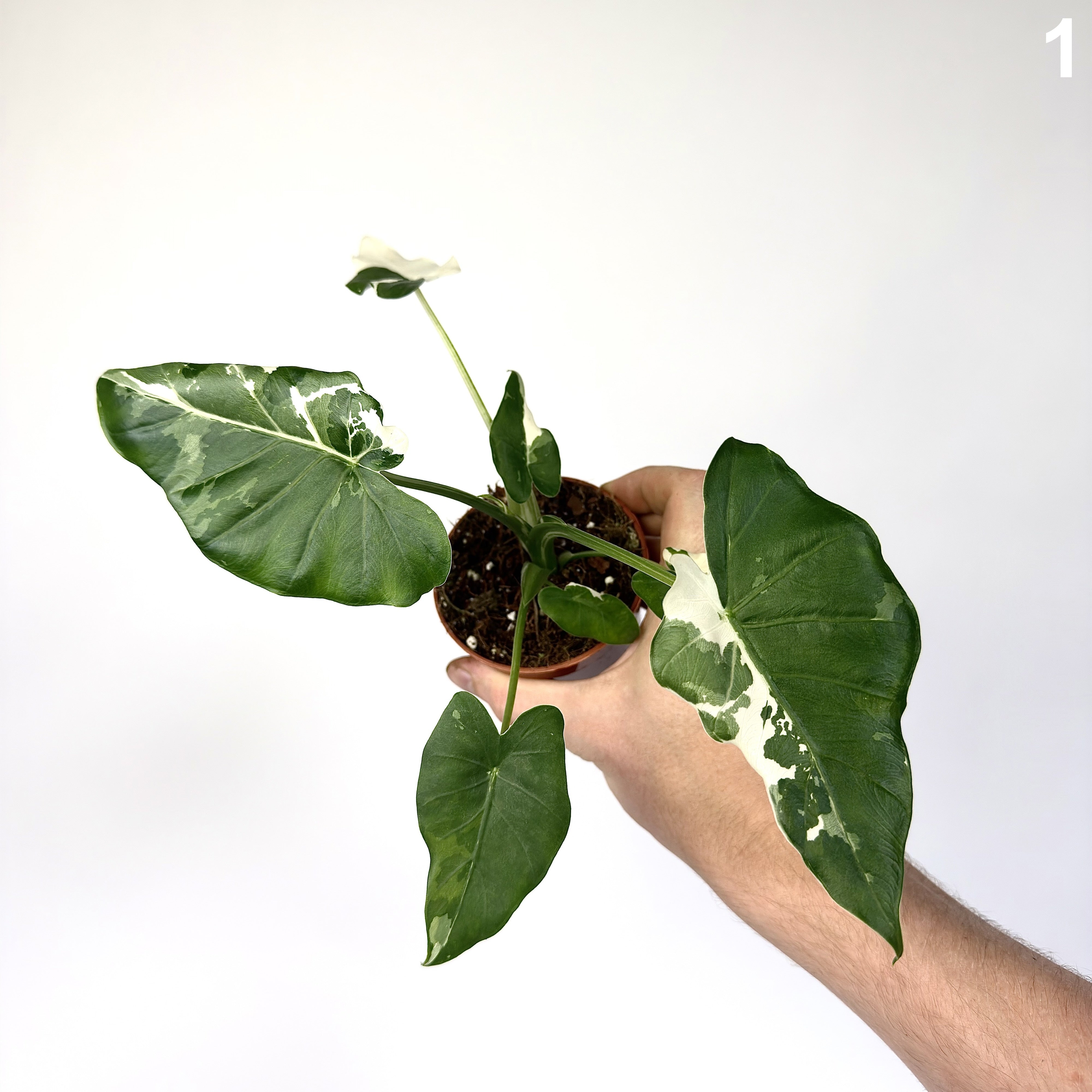 Alocasia Odora Okinawa Silevr WW