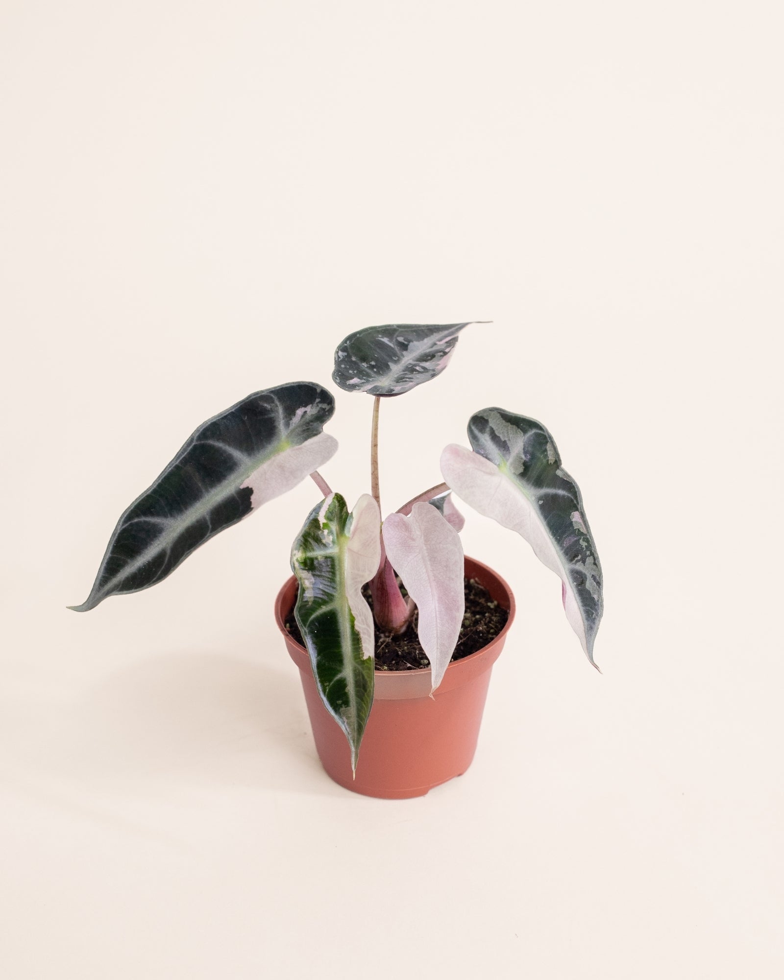 Alocasia Bambino Pink Variegata