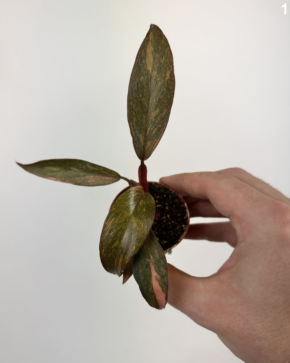 Philodendron Orange Princess Variegata WW