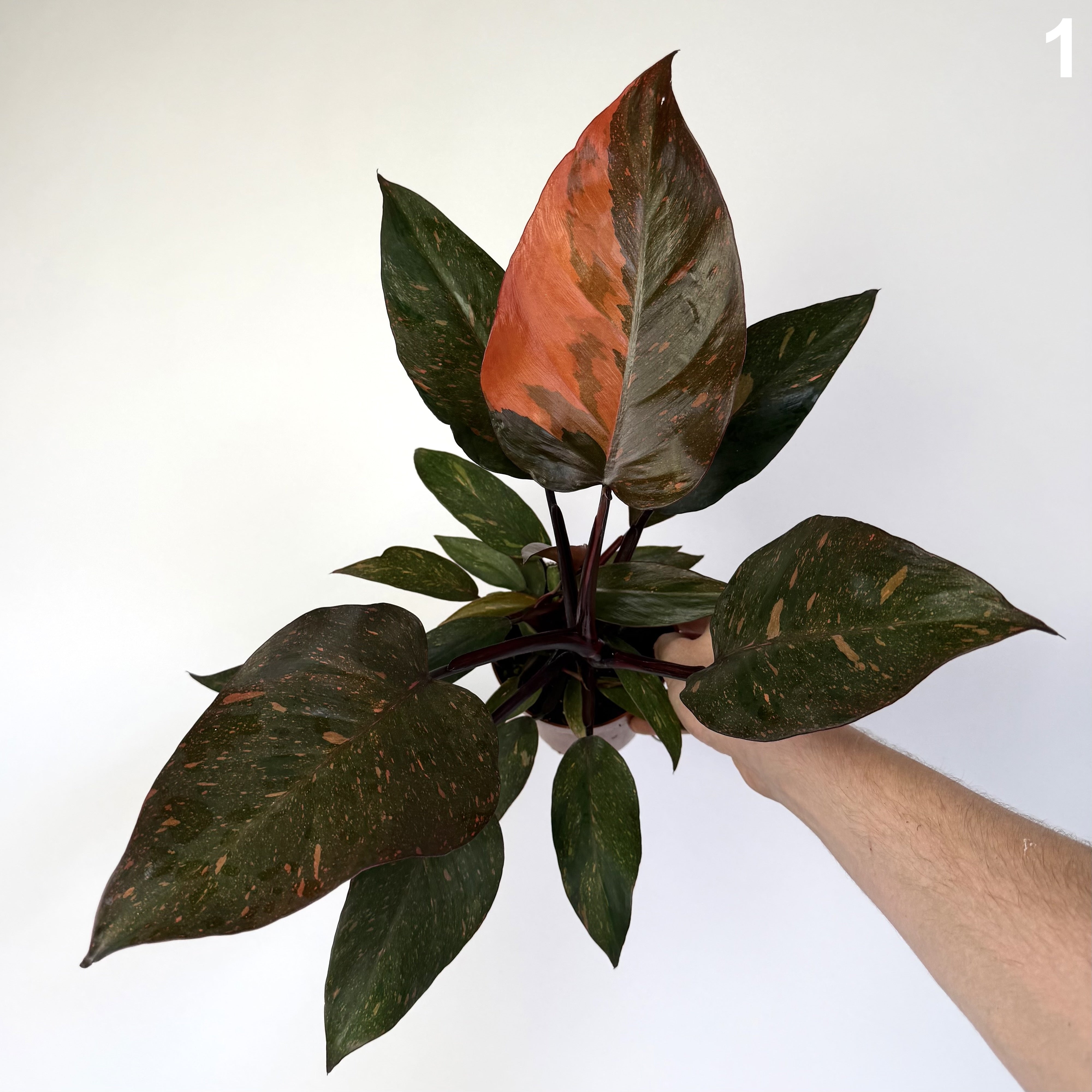 Philodendron Orange Princess Variegata WW
