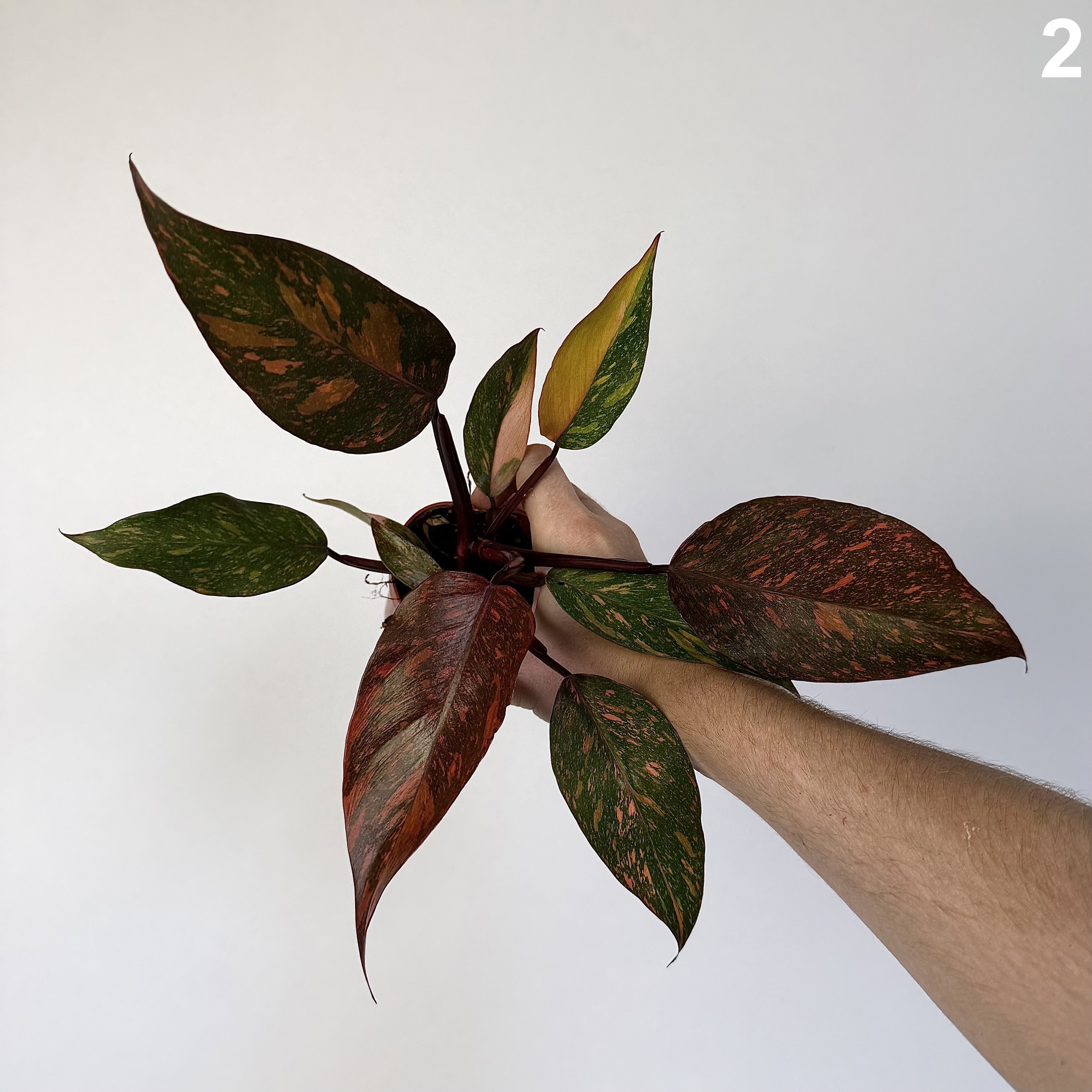 Philodendron Orange Princess Variegata WW