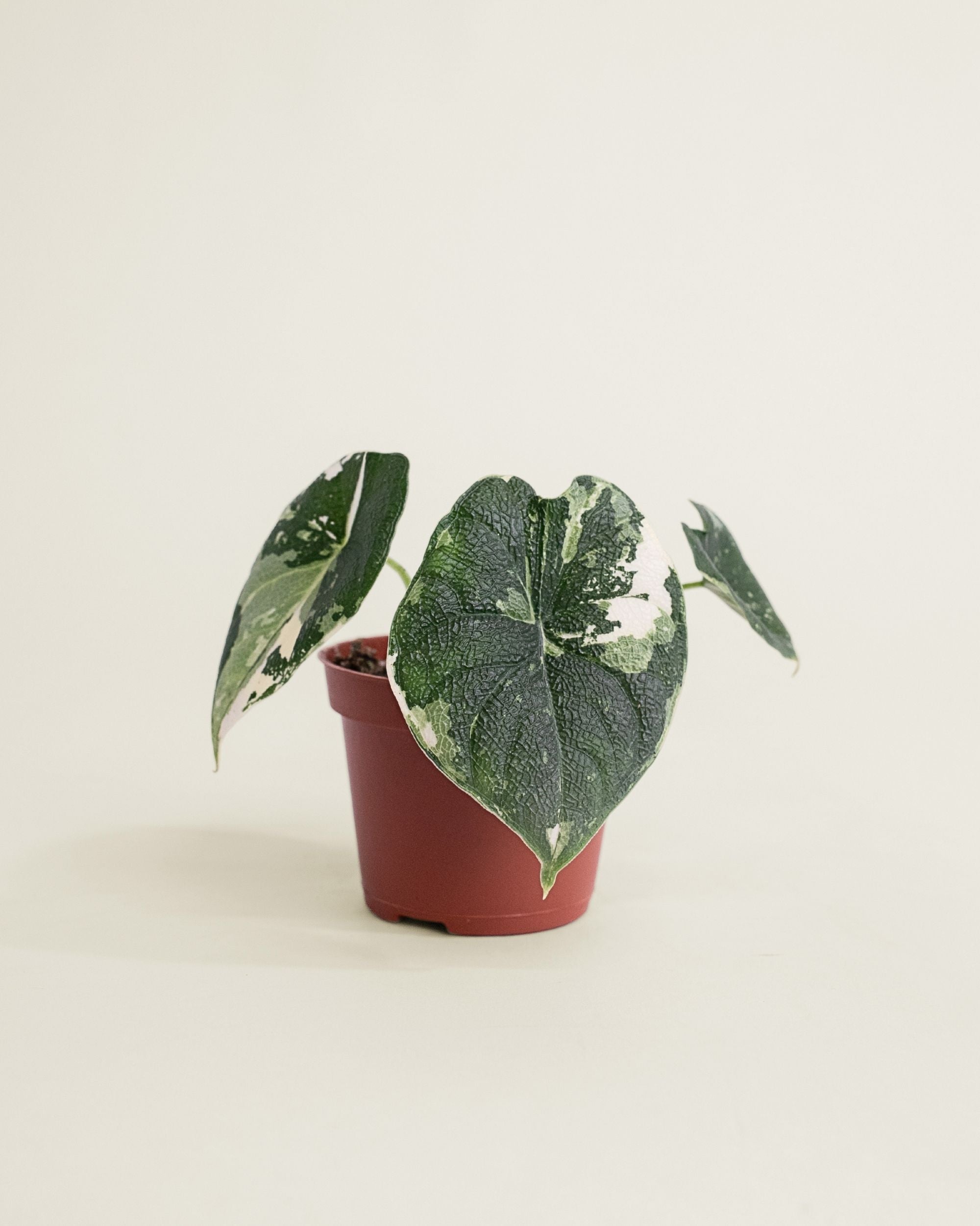 Alocasia Melo Albo