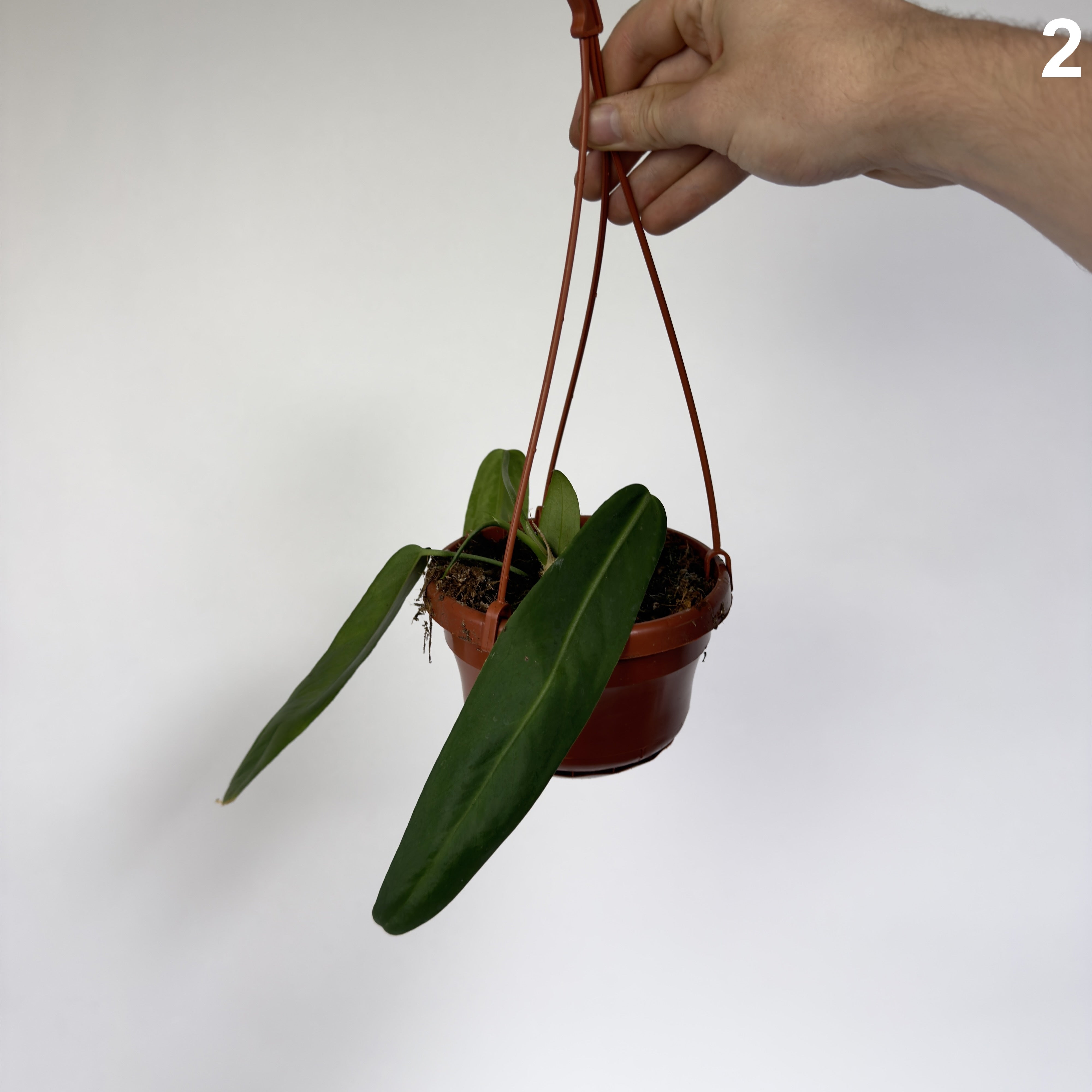 Anthurium Pallidiflorum WW