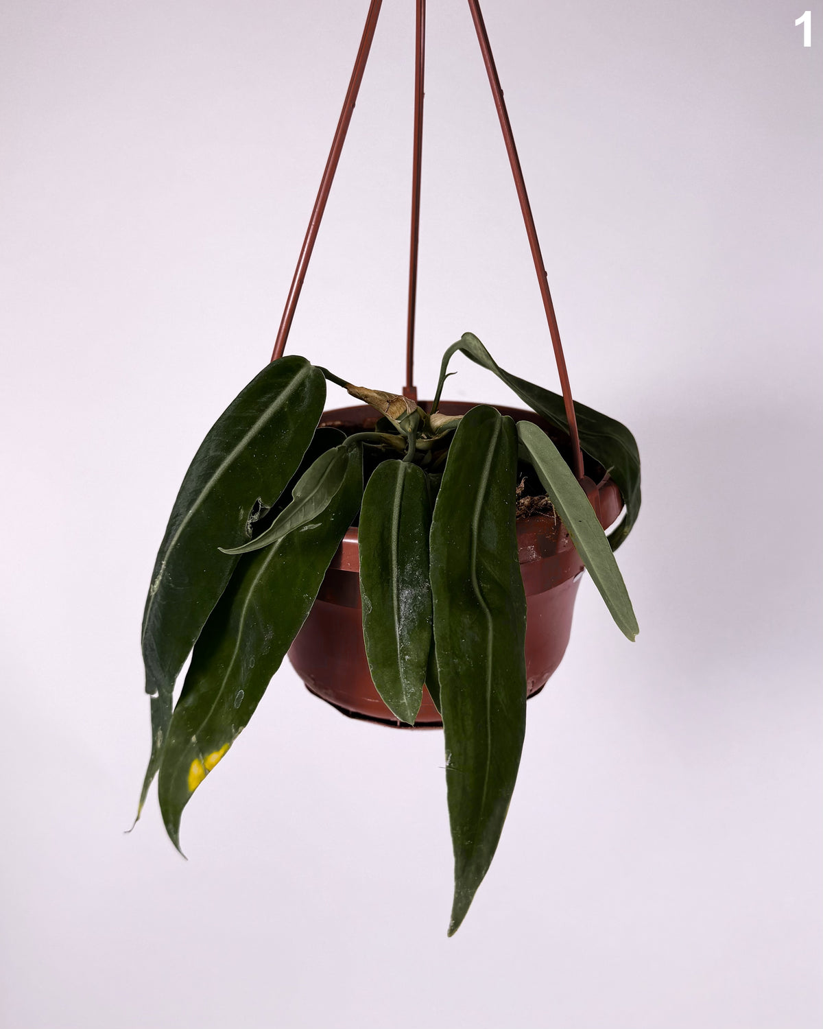 Anthuriu Pallidiflorum WW