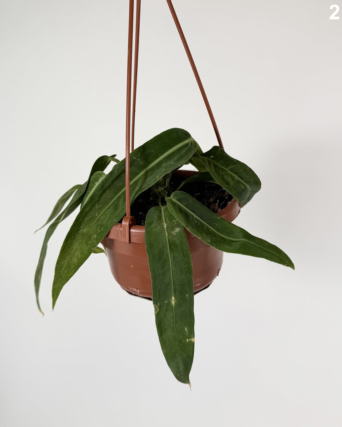 Anthuriu Pallidiflorum WW