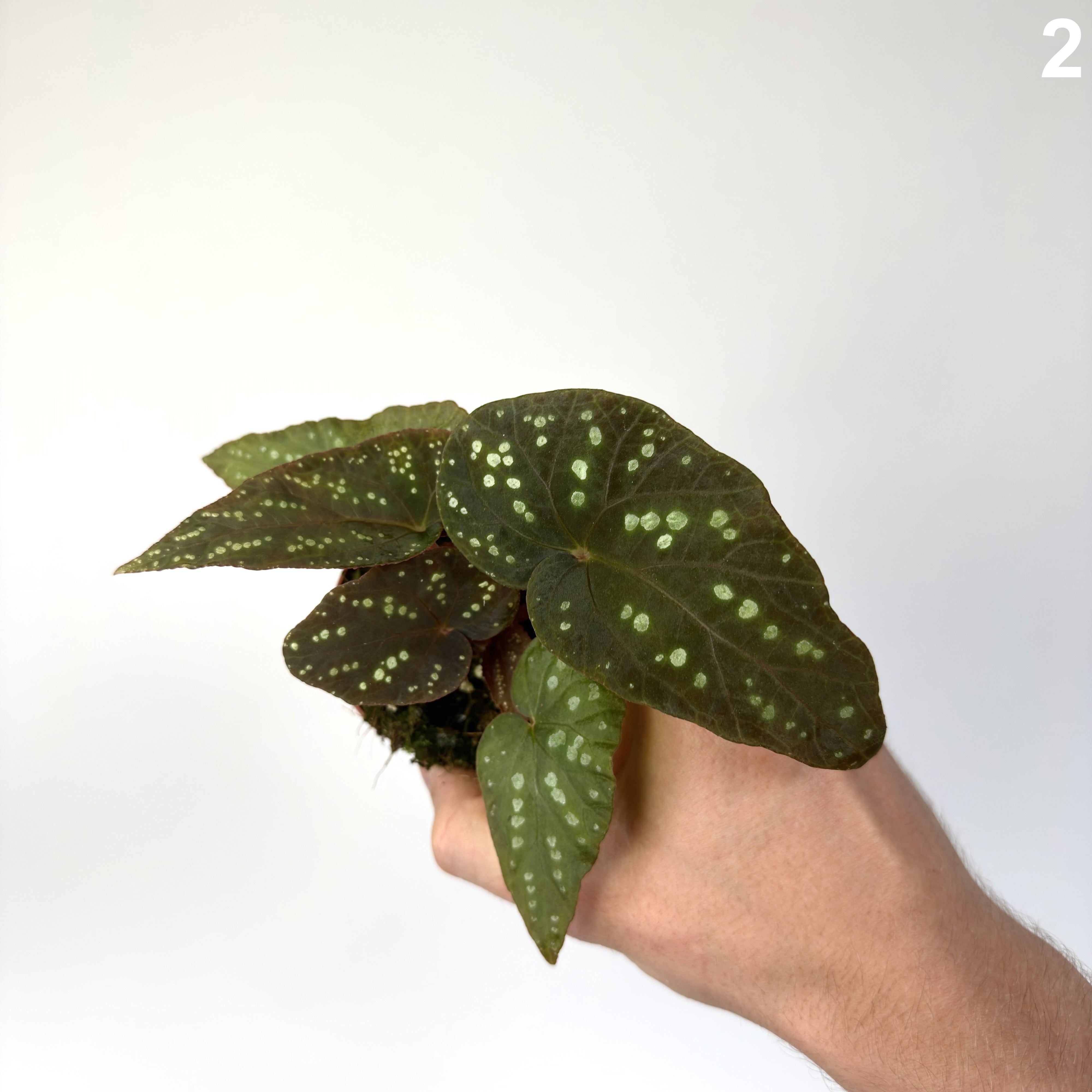 Begonia Pandora WW