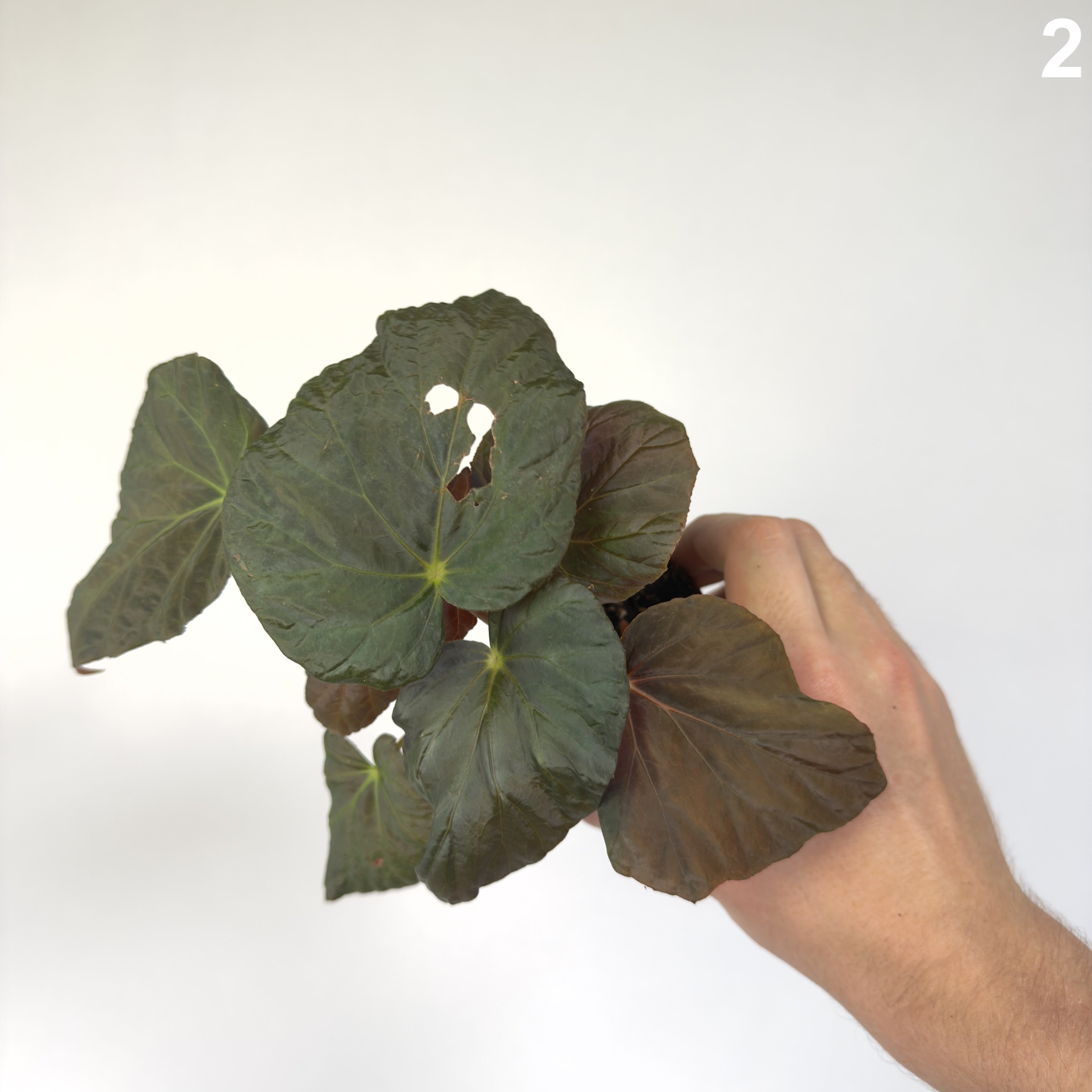 Begonia Pavovina WW