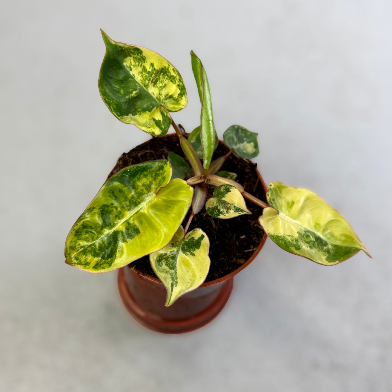 Philodendron Billietiae Variegata - Downtown Plant Club