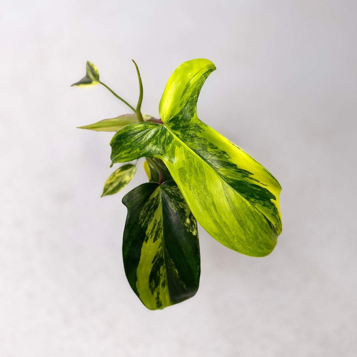 Philodendron Florida Beauty Variegata by Downtown Plant Club