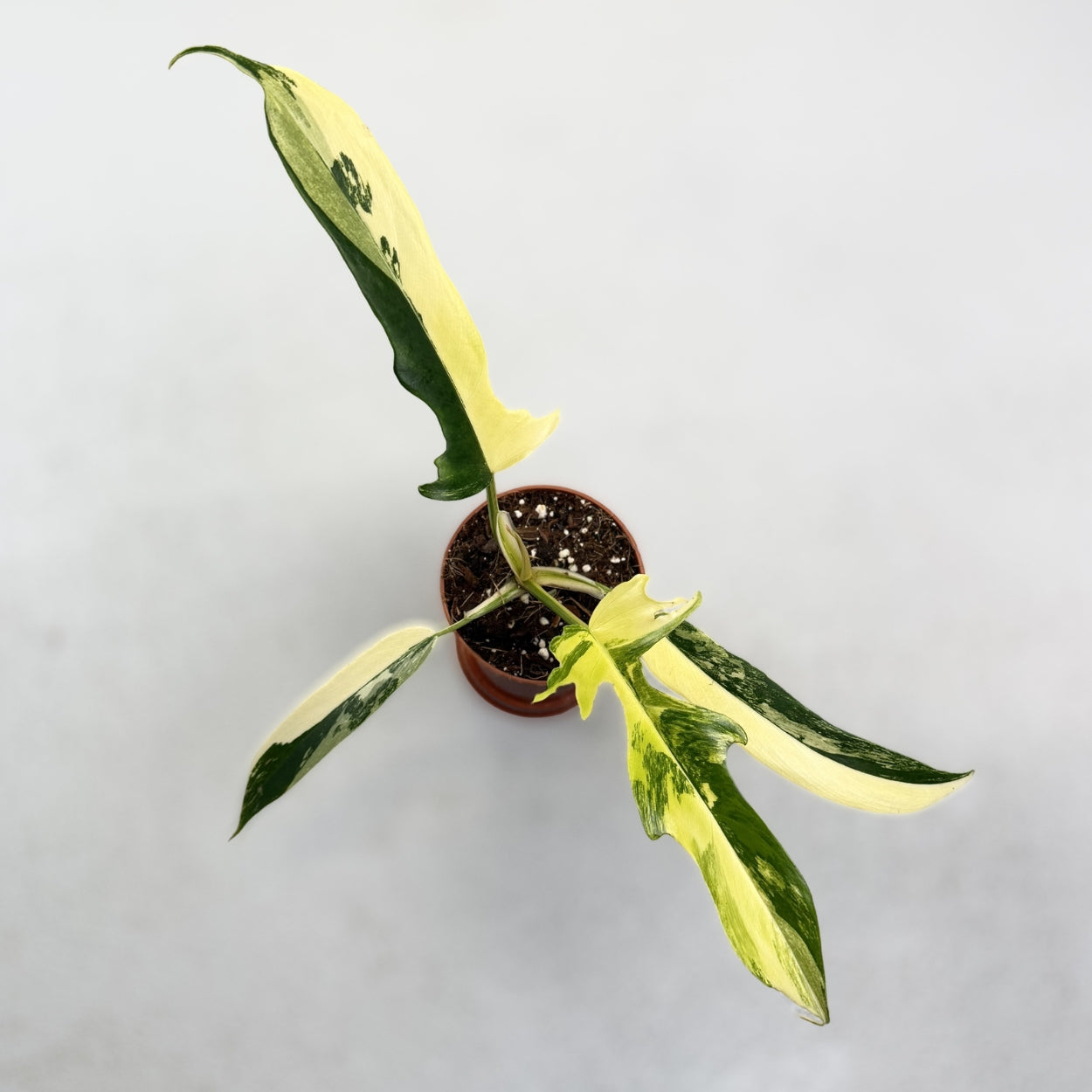 Philodendron Florida Beauty X Tortum Variegata by DOWNTOWN PLANT CLUB