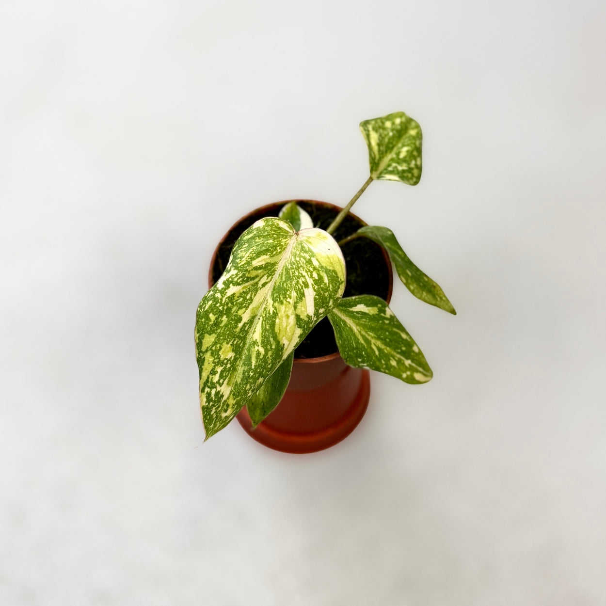 Philodendron Gloriosum Tricolor by Downtown Plant Club