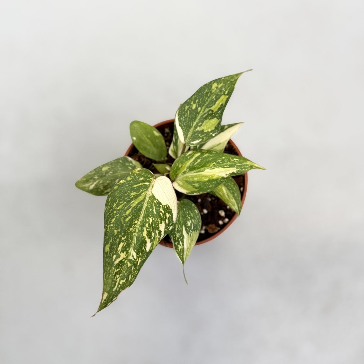 Philodendron Gloriosum Tricolor Variegata by DOWNTOWN PLANT CLUB