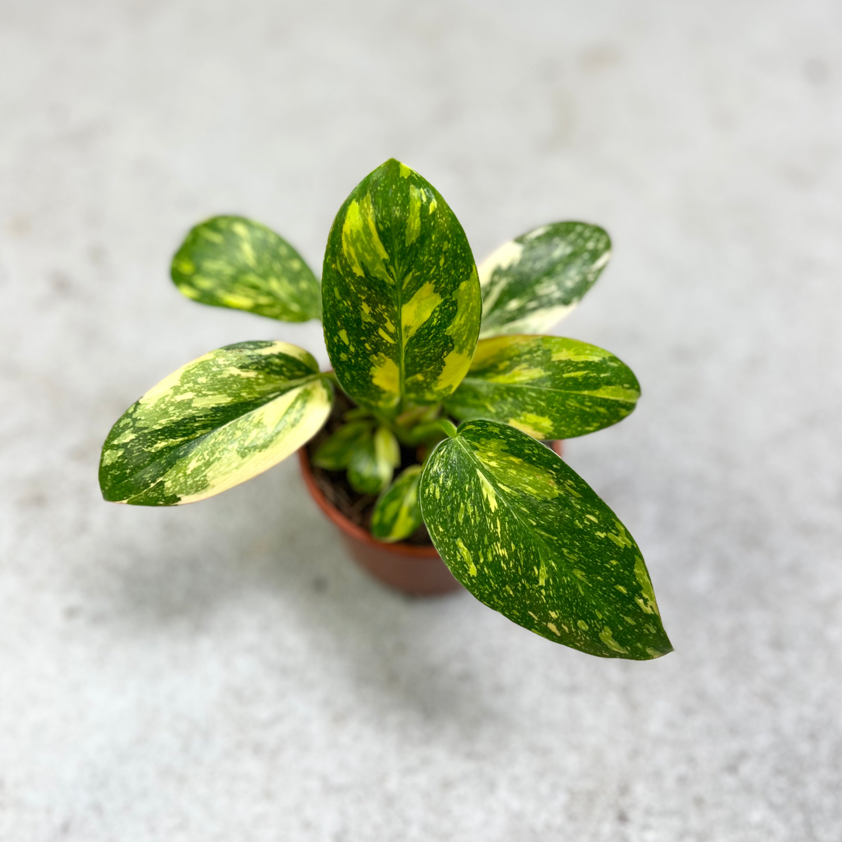 Philodendron Green Congo Marble - Downtown Plant Club
