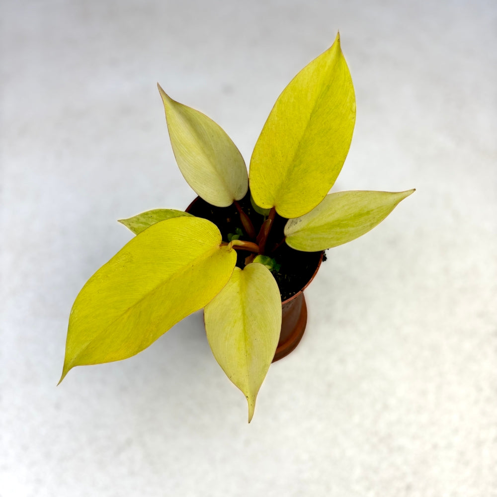 Philodendron Jungle Fever Variegata - Downtown Plant Club