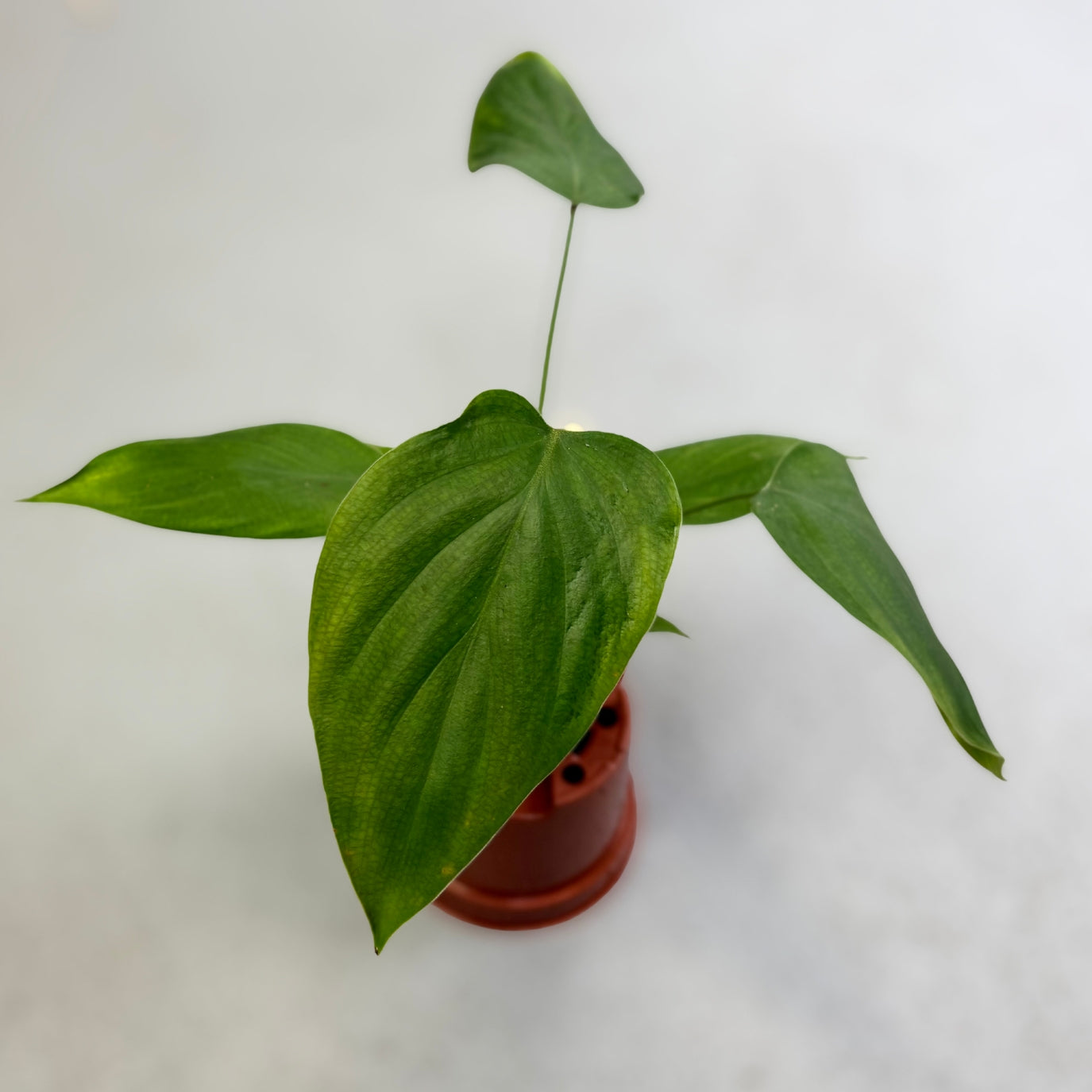 Philodendron Lynamii - Downtown Plant Club