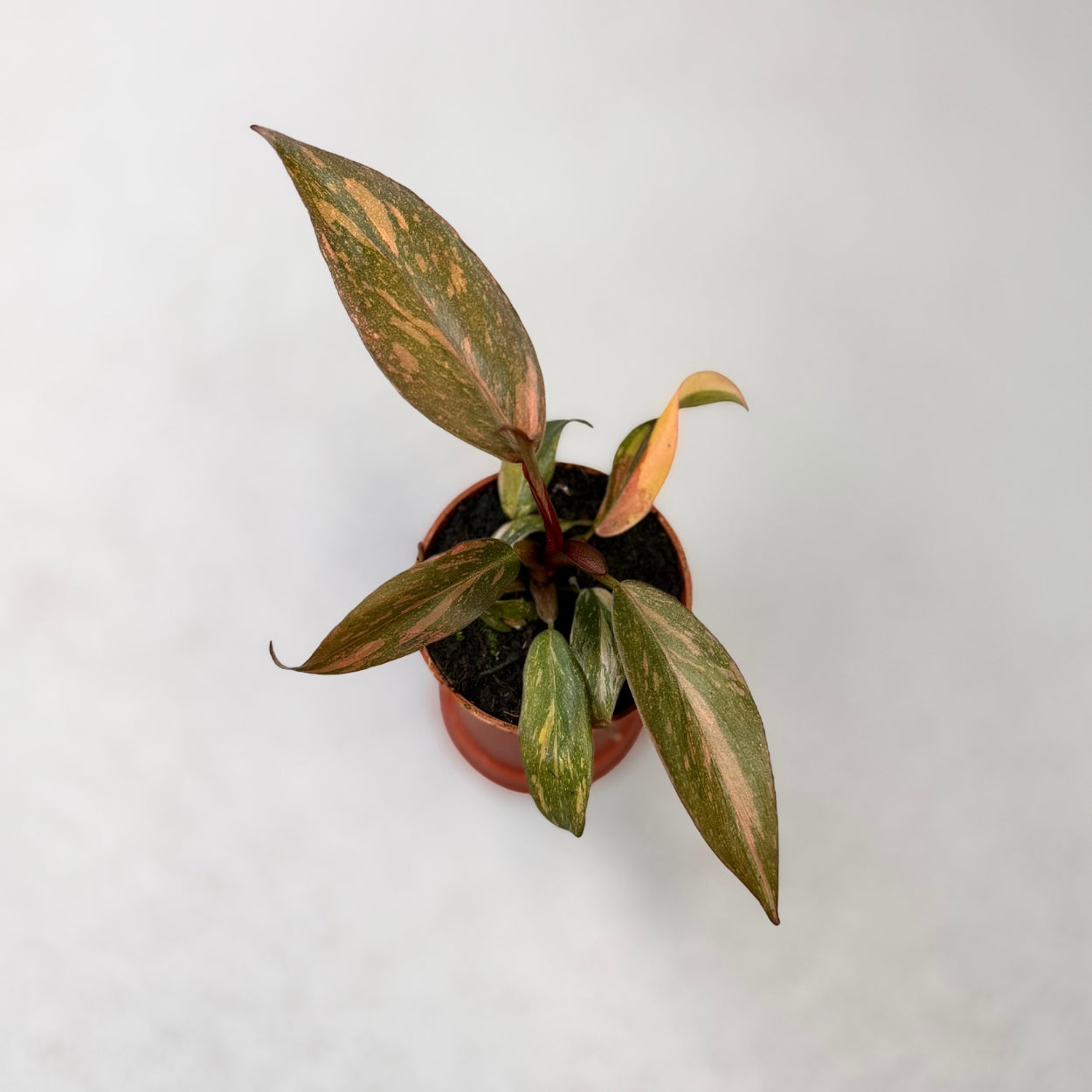 Philodendron Orange Princess Variegata by Downtown Plant Club