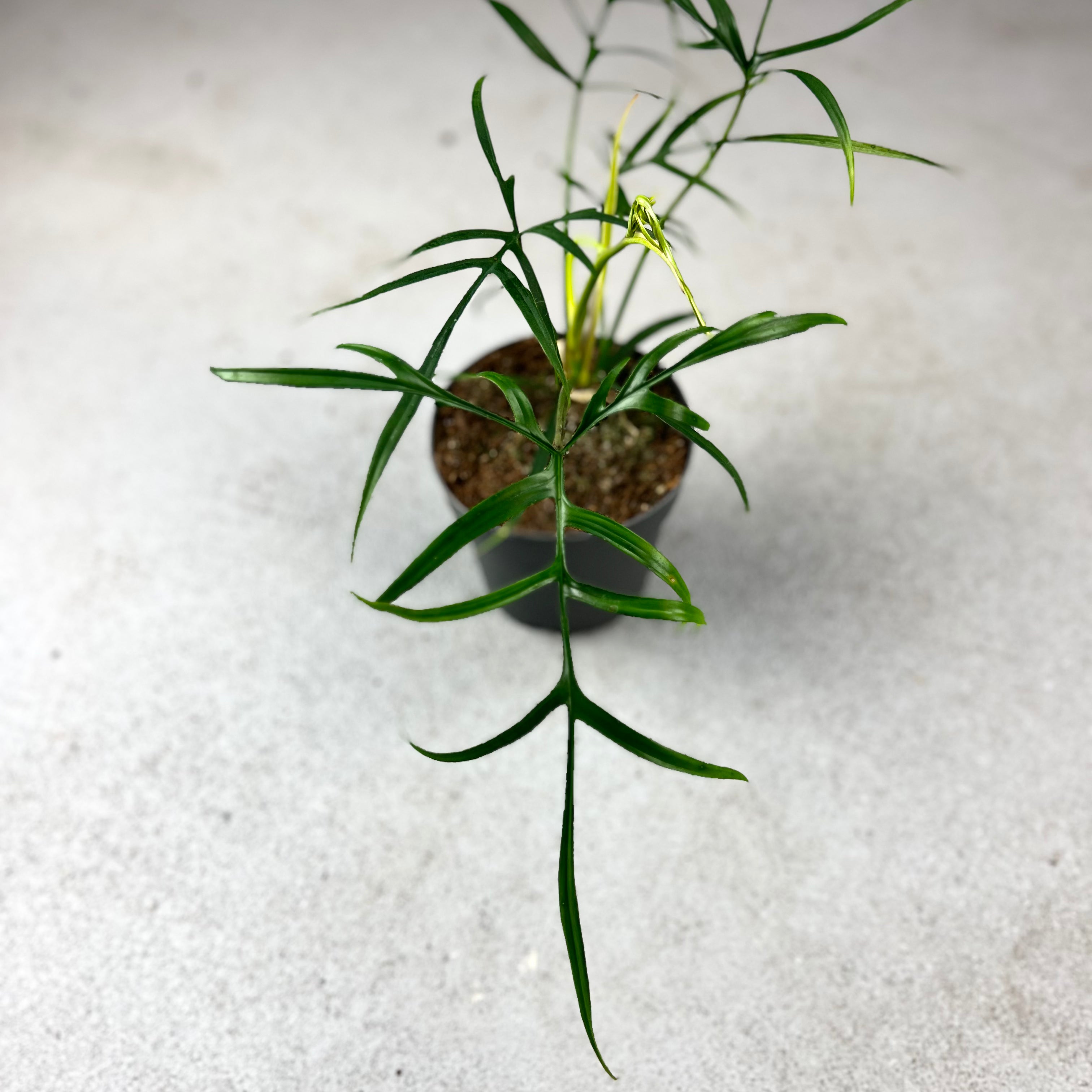 Philodendron Polypodioides - Downtown Plant Club