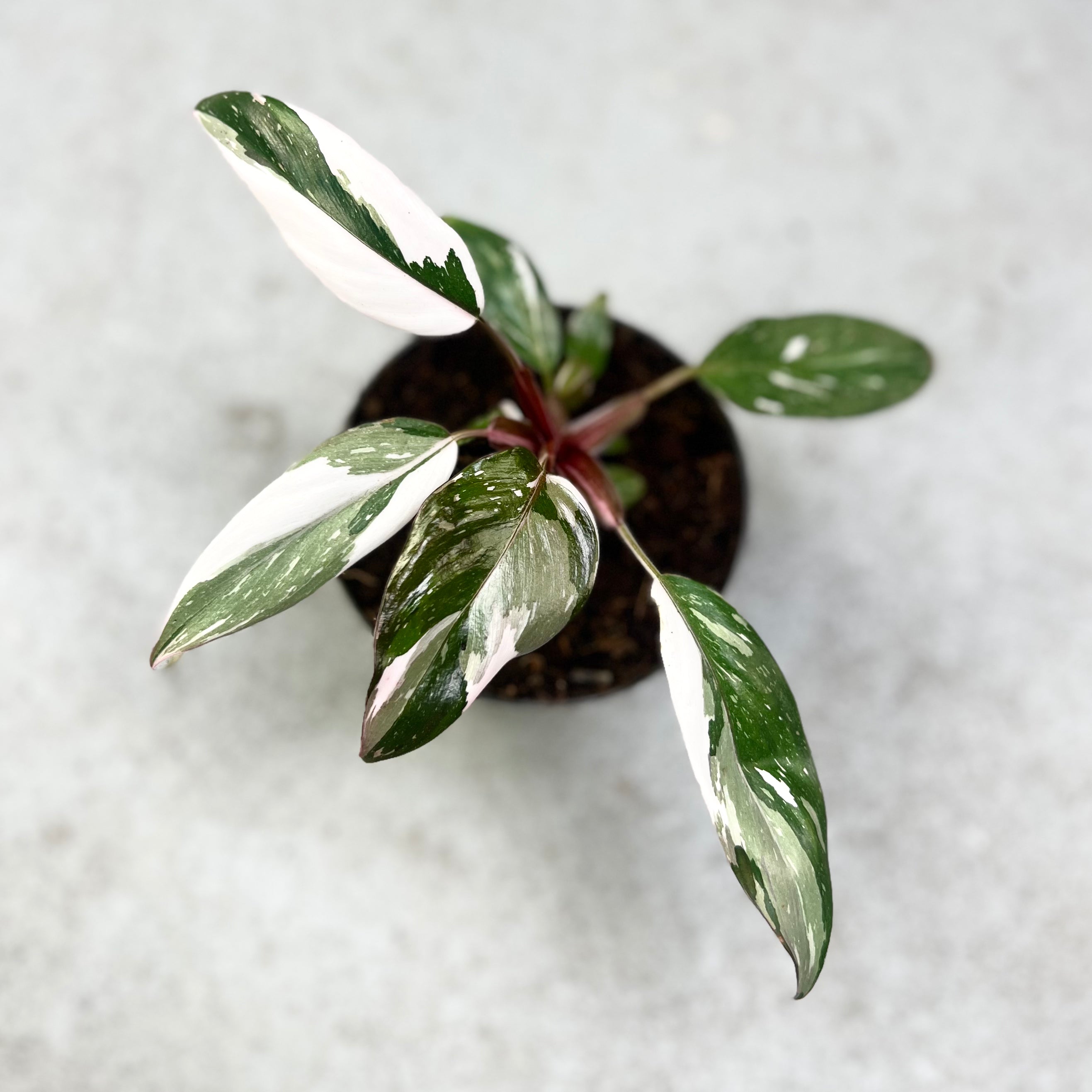 Philodendron Red Anderson Variegata - Downtown Plant Club