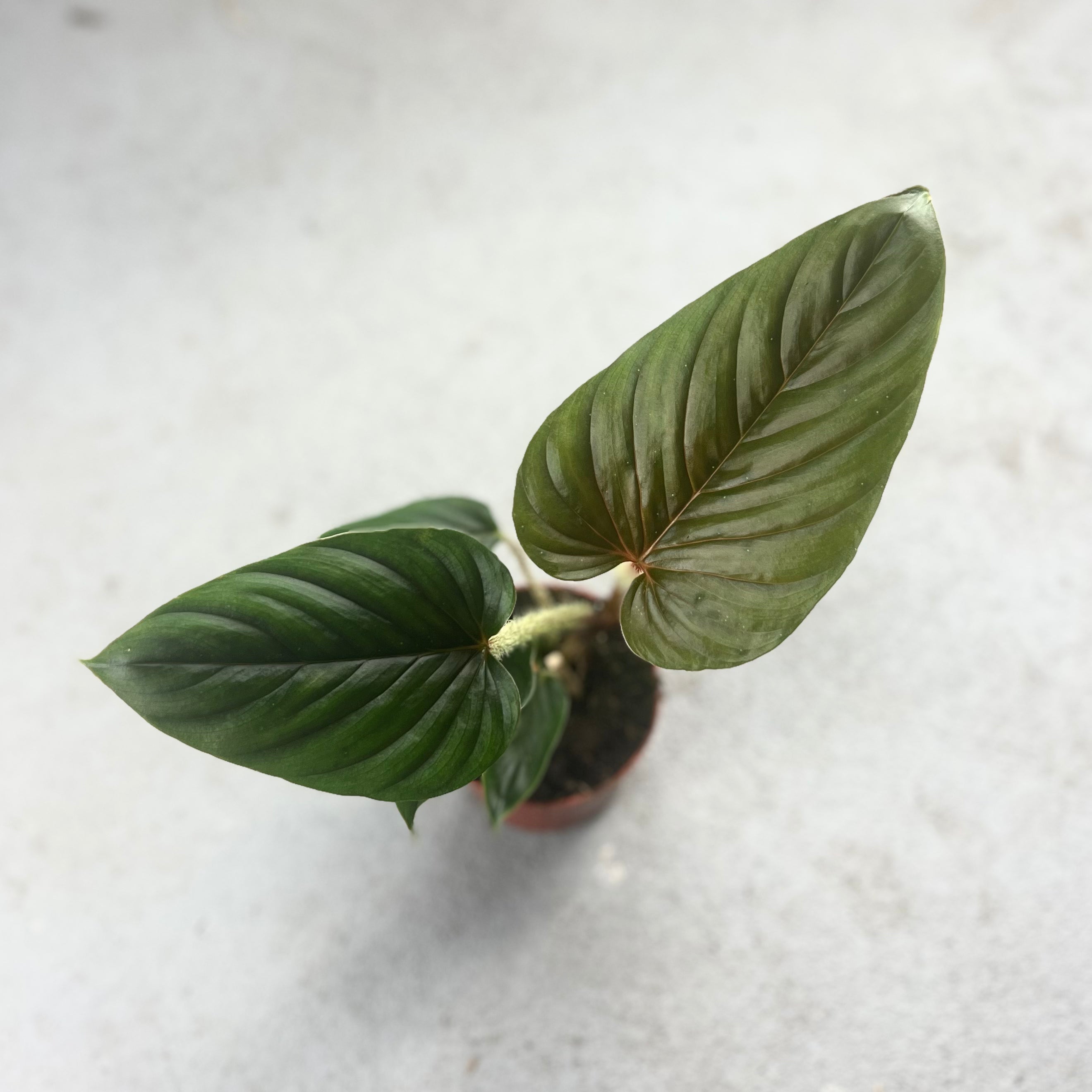 Philodendron Serpens - Downtown Plant Club