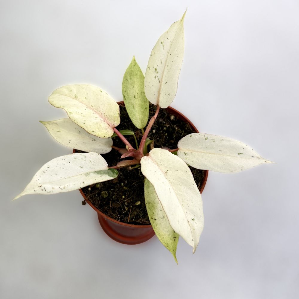 Philodendron Snowdrift by Downtown Plant Club