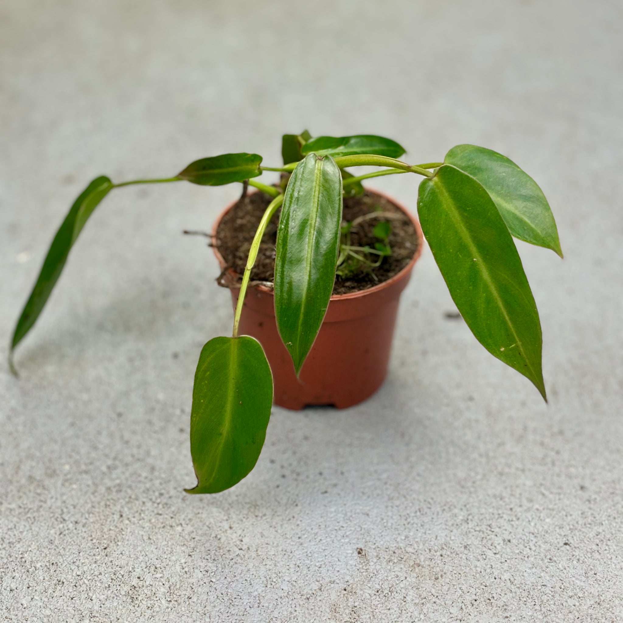 Philodendron “Spiritus sancti” スピリタスサンクチ Philodendron-Spiritus-Sancti-