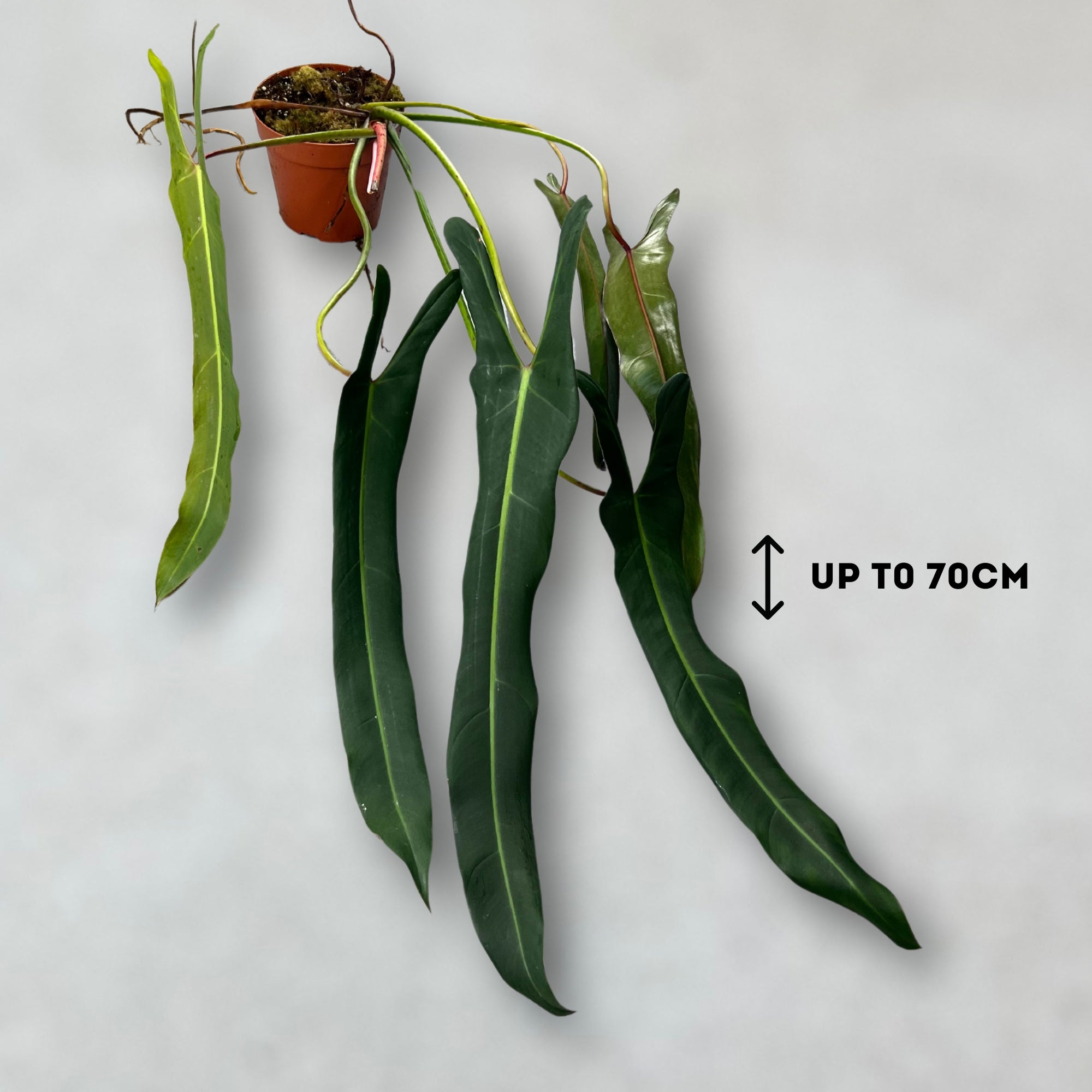 Philodendron Spiritus Sancti - Downtown Plant Club