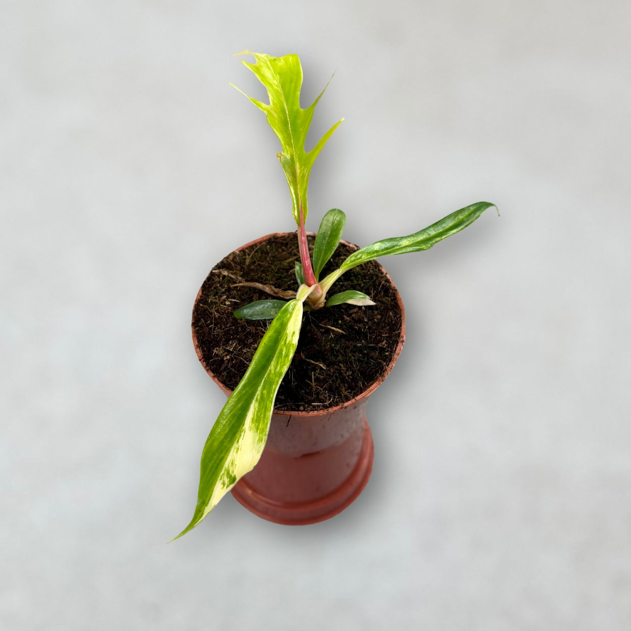 Philodendron Tortum Variegata by Downtown Plant Club