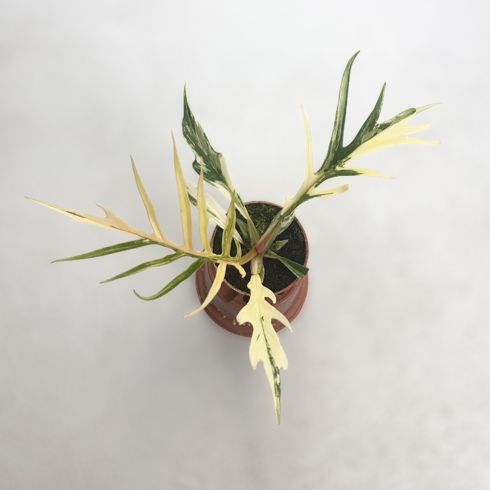 Philodendron Tortum Variegata