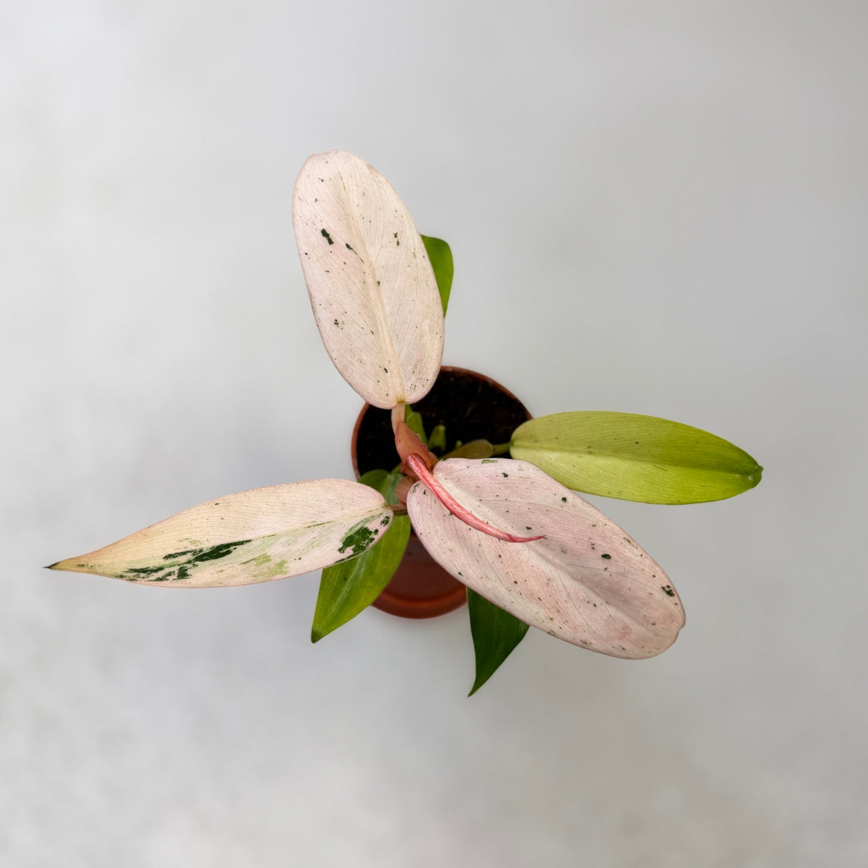 Philodendron Whipple Way Variegata by Downtown Plant Club