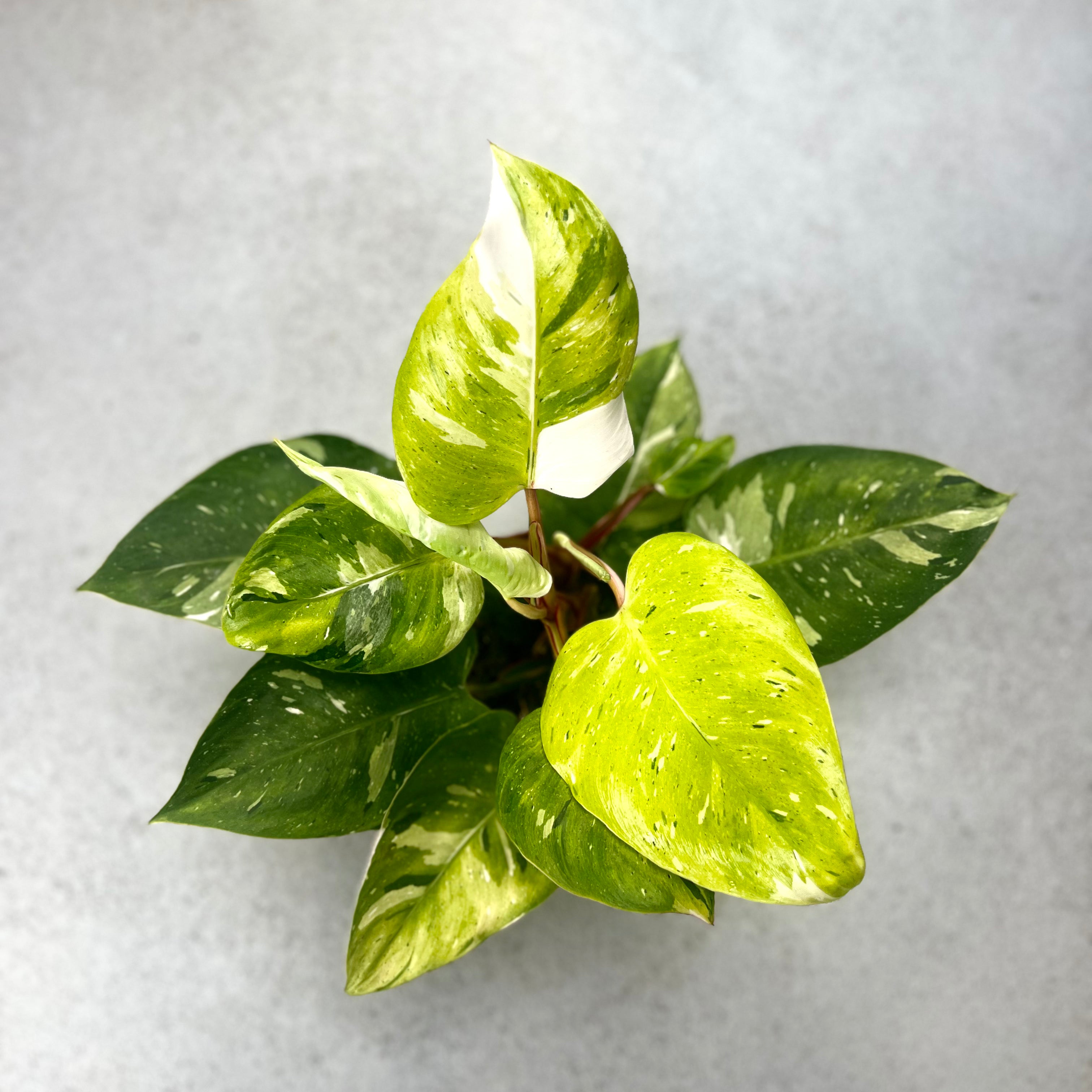 Philodendron White Princess Tricolor Lime or Fresh Aurea